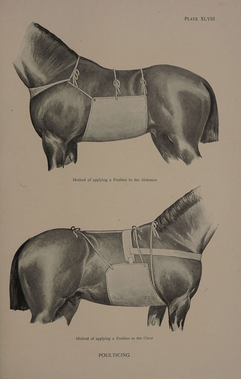 Method of applying a Poultice to the Chest POULTICING