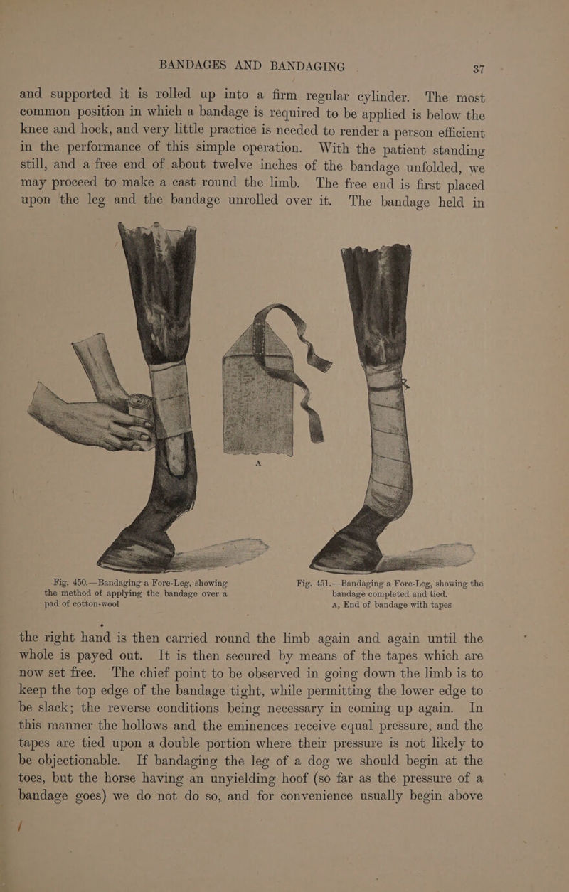 a 7 BANDAGES AND BANDAGING . | 37 and supported it is rolled up into a firm regular cylinder. The most common position in which a bandage is required to be applied is below the knee and hock, and very little practice is needed to render a person efficient in the performance of this simple operation. With the patient standing still, and a free end of about twelve inches of the bandage unfolded, we may proceed to make a cast round the limb. The free end is first placed upon the leg and the bandage unrolled over it. The bandage held in Fig. 450.—Bandaging a Fore-Leg, showing Fig. 451.—Bandaging a Fore-Leg, showing the the method of applying the bandage over a bandage completed and tied. pad of cotton-wool A, End of bandage with tapes the right hand is then carried round the limb again and again until the whole is payed out. It is then secured by means of the tapes which are now set free. The chief point to be observed in going down the limb is to keep the top edge of the bandage tight, while permitting the lower edge to be slack; the reverse conditions being necessary in coming up again. In this manner the hollows and the eminences receive equal pressure, and the tapes are tied upon a double portion where their pressure is not likely to be objectionable. If bandaging the leg of a dog we should begin at the toes, but the horse having an unyielding hoof (so far as the pressure of a bandage goes) we do not do so, and for convenience usually begin above /
