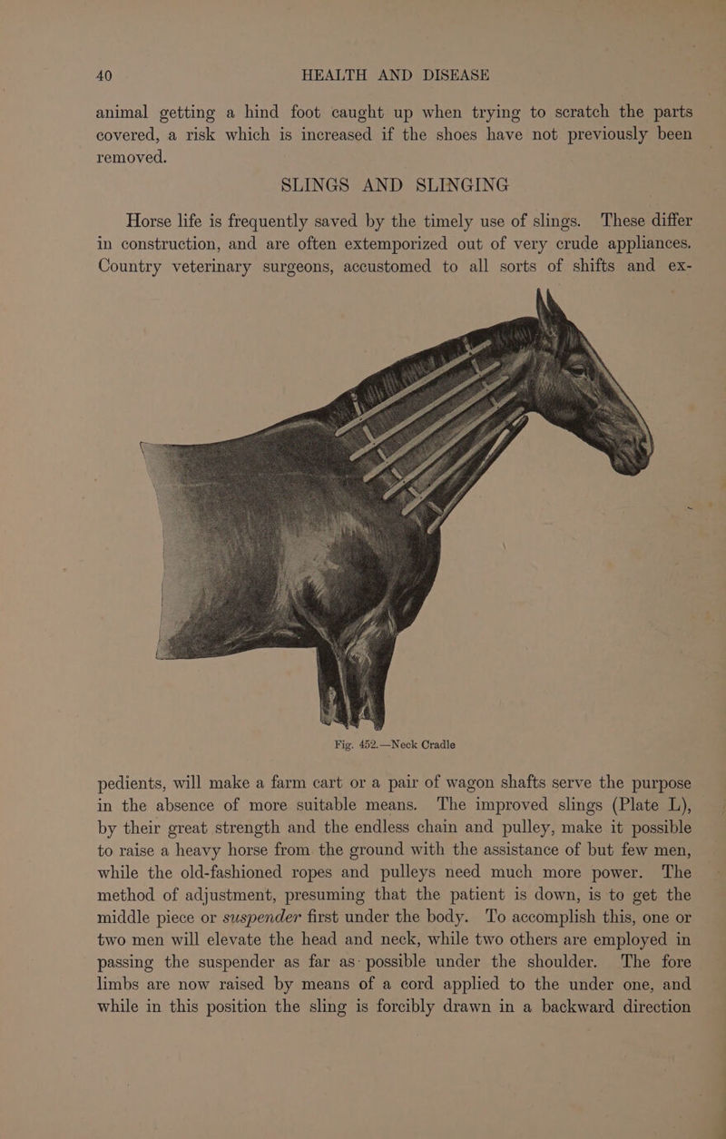 animal getting a hind foot caught up when trying to scratch the parts covered, a risk which is increased if the shoes have not previously been removed. : SLINGS AND SLINGING Horse life is frequently saved by the timely use of slings. These differ in construction, and are often extemporized out of very crude appliances. Country veterinary surgeons, accustomed to all sorts of shifts and ex- pedients, will make a farm cart or a pair of wagon shafts serve the purpose in the absence of more suitable means. The improved slings (Plate L), by their great strength and the endless chain and pulley, make it possible to raise a heavy horse from the ground with the assistance of but few men, while the old-fashioned ropes and pulleys need much more power. The method of adjustment, presuming that the patient is down, is to get the middle piece or suspender first under the body. To accomplish this, one or two men will elevate the head and neck, while two others are employed in passing the suspender as far as: possible under the shoulder. The fore limbs are now raised by means of a cord applied to the under one, and while in this position the sling is forcibly drawn in a backward direction