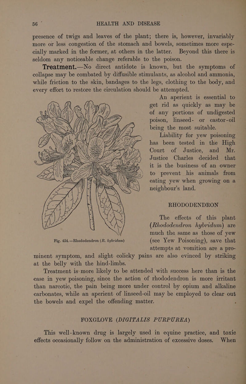presence of twigs and leaves of the plant; there is, however, invariably more or less congestion of the stomach and bowels, sometimes more espe- cially marked in the former, at others in the latter. Beyond this there is seldom any noticeable change referable to the poison. Treatment.—No direct antidote is known, but the symptoms of collapse may be combated by diffusible stimulants, as alcohol and ammonia, while friction to the skin, bandages to the legs, clothing to the body, and every effort to restore the circulation should be attempted. An aperient is essential to get rid as quickly as may be of any portions of undigested _ poison, linseed- or castor-oil being the most suitable. Liability for yew poisoning has been tested in the High Court of Justice, and. Mr: Justice Charles decided that it is the business of an owner =%;;. to prevent his animals from eating yew when growing on a neighbour’s land. RHODODENDRON The effects of this plant (Rhododendron hybridum) are | much the same as those of yew Fig. 454.—Rhododendron (R. hybridum) (see Yew Poisoning), save that attempts at vomition are a pro- minent symptom, and slight colicky pains are also evinced by striking at the belly with the hind-limbs. Treatment ismore likely to be attended with success here than is the case in yew poisoning, since the action of rhododendron is more irritant than narcotic, the pain being more under control by opium and alkaline carbonates, while an aperient of linseed-oil may be employed to clear out the bowels and expel the offending matter. FOXGLOVE (DIGITALIS PURPUREA) This well-known drug is largely used in equine practice, and toxic effects occasionally follow on the administration of excessive doses. When