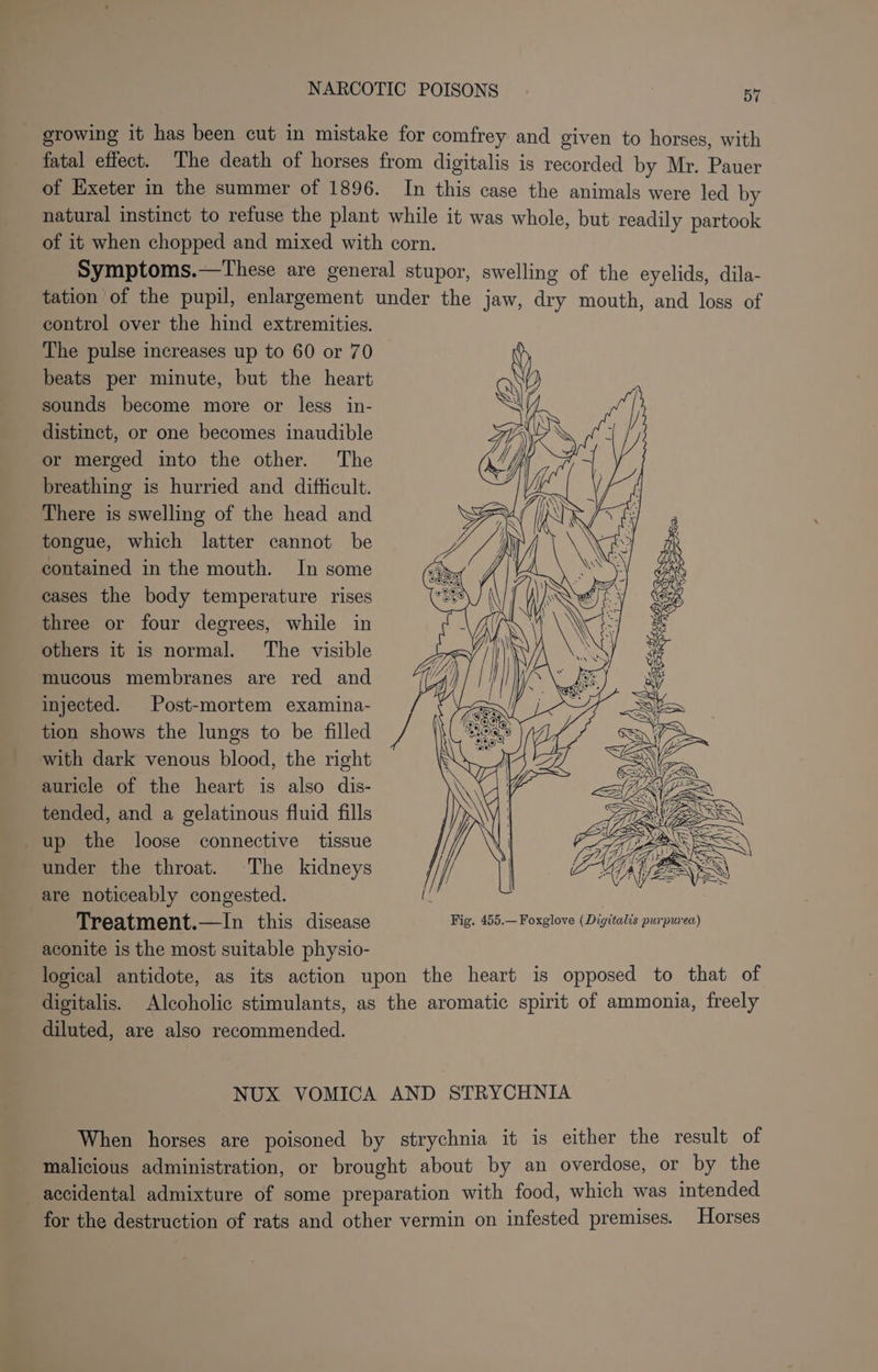 ( growing it has been cut in mistake for comfrey and given to horses, with fatal effect. ‘The death of horses from digitalis is recorded by Mr. Pauer of Exeter in the summer of 1896. In this case the animals were led by natural instinct to refuse the plant while it was whole, but readily partook of it when chopped and mixed with corn. Symptoms.—These are general stupor, swelling of the eyelids, dila- tation of the pupil, enlargement under the jaw, dry mouth, and loss of control over the hind extremities. The pulse increases up to 60 or 70 beats per minute, but the heart sounds become more or less in- distinct, or one becomes inaudible or merged into the other. The breathing is hurried and difficult. There is swelling of the head and tongue, which latter cannot be contained in the mouth. In some eases the body temperature rises three or four degrees, while in others it is normal. The visible mucous membranes are red and injected. Post-mortem examina- tion shows the lungs to be filled with dark venous blood, the right auricle of the heart is also dis- tended, and a gelatinous fluid fills up the loose connective tissue under the throat. The kidneys are noticeably congested. { Treatment.—In this disease Fig. 455.— Foxglove (Digitalis purpurea) aconite is the most suitable physio- logical antidote, as its action upon the heart is opposed to that of digitalis. Alcoholic stimulants, as the aromatic spirit of ammonia, freely diluted, are also recommended. NUX VOMICA AND STRYCHNIA When horses are poisoned by strychnia it is either the result of malicious administration, or brought about by an overdose, or by the accidental admixture of some preparation with food, which was intended for the destruction of rats and other vermin on infested premises. Horses