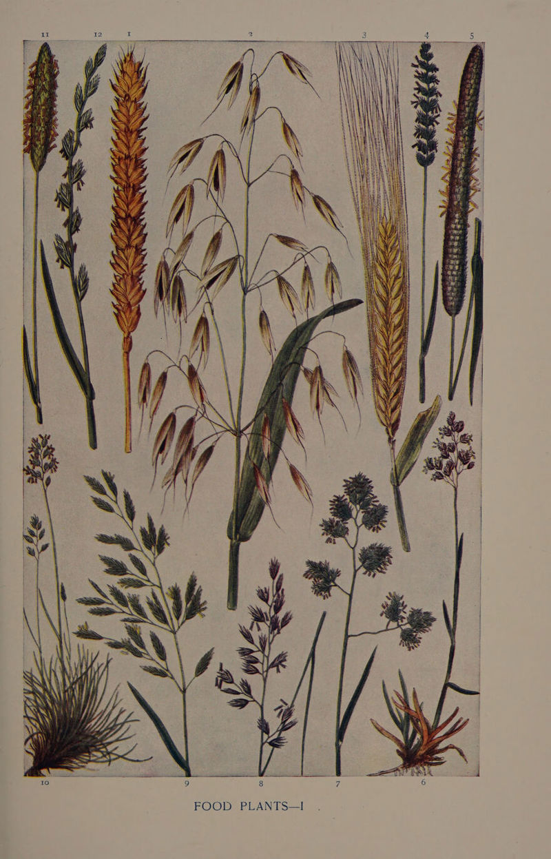 FOOD PLANTS—I