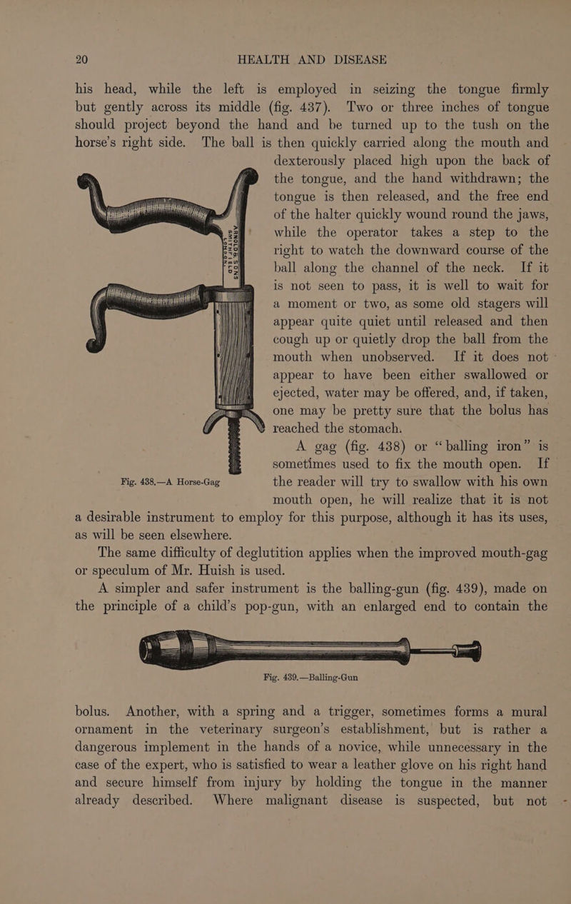 his head, while the left is employed in seizing the tongue firmly but gently across its middle (fig. 437). Two or three inches of tongue should project beyond the hand and be turned up to the tush on the horse’s right side. The ball is then quickly carried along the mouth and dexterously placed high upon the back of the tongue, and the hand withdrawn; the tongue is then released, and the free end of the halter quickly wound round the jaws, while the operator takes a step to the right to watch the downward course of the ball along the channel of the neck. If it is not seen to pass, it is well to wait for a moment or two, as some old stagers will appear quite quiet until released and then cough up or quietly drop the ball from the y | Se appear to have been either swallowed or ejected, water may be offered, and, if taken, one may be pretty sure that the bolus has » reached the stomach. A gag (fig. 438) or “balling iron” is sometimes used to fix the mouth open. If Fig. 438.—A Horse-Gag the reader will try to swallow with his own mouth open, he will realize that it is not a desirable instrument to employ for this purpose, although it has its uses, as will be seen elsewhere. The same difficulty of deglutition applies when the improved mouth-gag or speculum of Mr. Huish is used. A simpler and safer instrument is the balling-gun (fig. 439), made on the principle of a child’s pop-gun, with an enlarged end to contain the bolus. Another, with a spring and a trigger, sometimes forms a mural ornament in the veterinary surgeon’s establishment, but is rather a dangerous implement in the hands of a novice, while unnecessary in the case of the expert, who is satisfied to wear a leather glove on his right hand and secure himself from injury by holding the tongue in the manner already described. Where malignant disease is suspected, but not