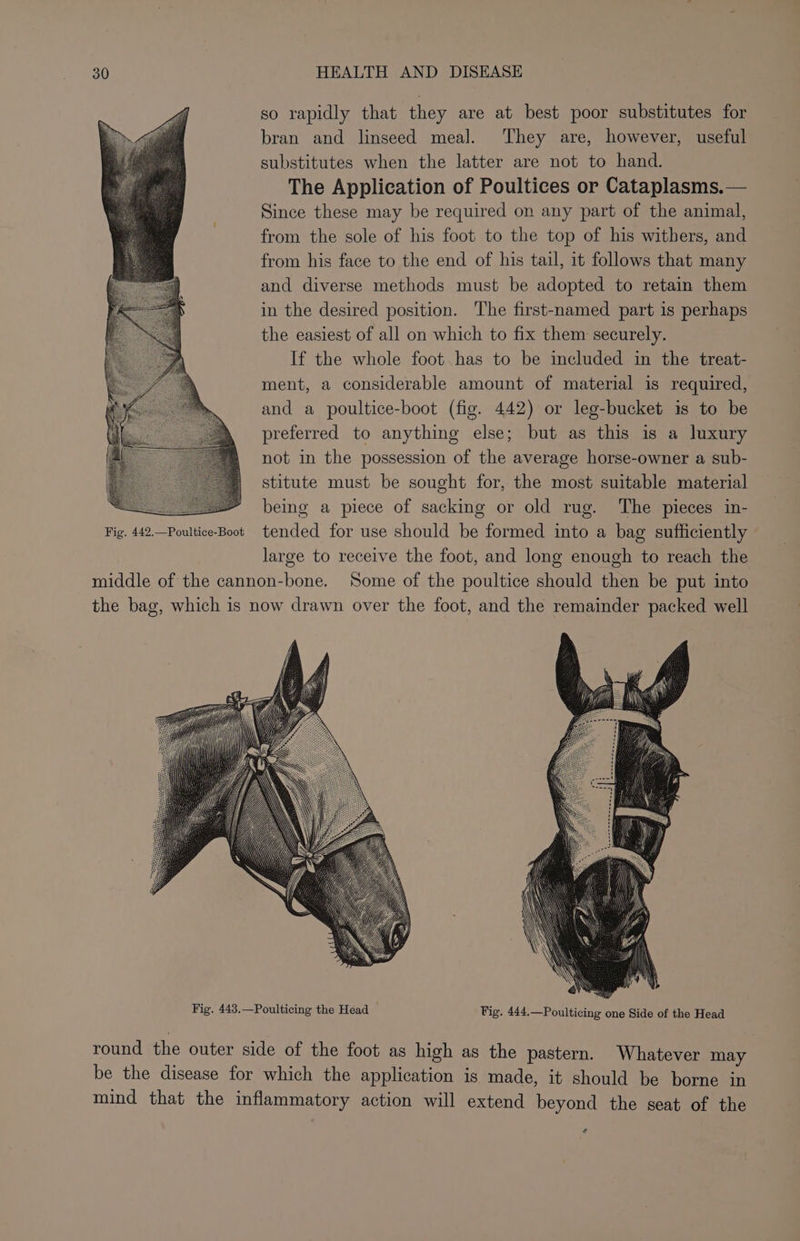 so rapidly that they are at best poor substitutes for bran and linseed meal. They are, however, useful substitutes when the latter are not to hand. The Application of Poultices or Cataplasms.— Since these may be required on any part of the animal, from the sole of his foot to the top of his withers, and from his face to the end of his tail, it follows that many and diverse methods must be adopted to retain them in the desired position. The first-named part is perhaps the easiest of all on which to fix them securely. If the whole foot has to be included in the treat- ment, a considerable amount of material is required, and a poultice-boot (fig. 442) or leg-bucket is to be preferred to anything else; but as this is a luxury not in the possession of the average horse-owner a sub- stitute must be sought for, the most suitable material being a piece of sacking or old rug. ‘The pieces in- Fig. 442.—Poultice-Boot tended for use should be formed into a bag sufficiently large to receive the foot, and long enough to reach the middle of the cannon-bone. Some of the poultice should then be put into the bag, which is now drawn over the foot, and the remainder packed well round the outer side of the foot as high as the pastern. Whatever may be the disease for which the application is made, it should be borne in mind that the inflammatory action will extend beyond the seat of the *