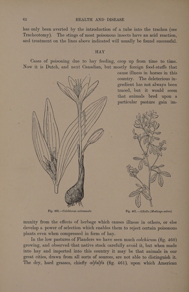 has only been averted by the introduction of a tube into the trachea (see Tracheotomy). The stings of most poisonous insects have an acid reaction, and treatment on the lines above indicated will usually be found successful. HAY Cases of poisoning due to hay feeding, crop up from time to time. Now it is Dutch, and next Canadian, but mostly foreign food-stuffs that cause illness in horses in this country. The deleterious in- eredient has not always been traced, but it would seem that animals bred upon a particular pasture gain im- Fig. 460.—Colchicum autumnale Fig. 461.—Alfalfa (Medicago sativa) munity from the effects of herbage which causes illness in others, or else develop a power of selection which enables them to reject certain poisonous plants even when compressed in form of hay. In the low pastures of Flanders we have seen much colchicum (fig. 460) growing, and observed that native stock carefully avoid it, but when made into hay and imported into this country it may be that animals in our great cities, drawn from all sorts of sources, are not able to distinguish it. The dry, hard grasses, chiefly alfalfa (fig. 461), upon which American