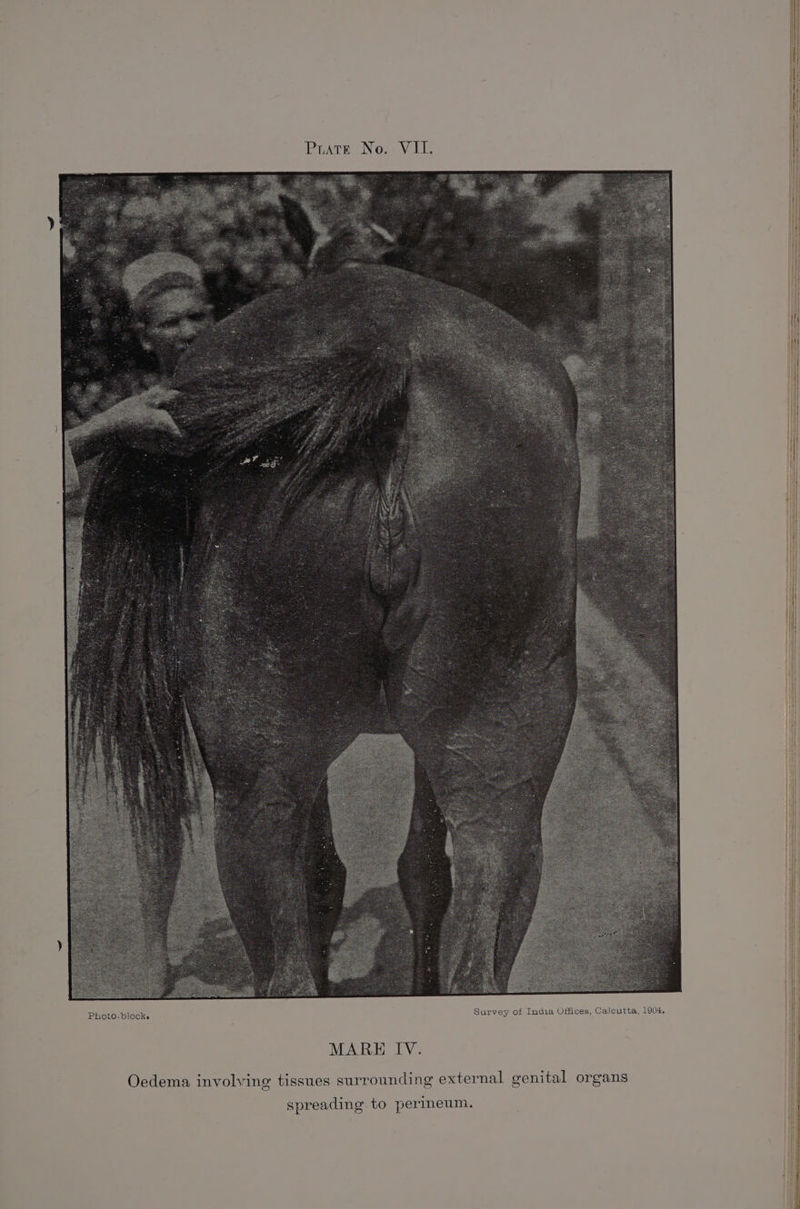 1904 alcutta, C Offices, aia Survey of In -blocks Phot MARE IV. xternal genital organs ing e sues surround g tis onal h a Invo Oedem Pp erineum. spreading to