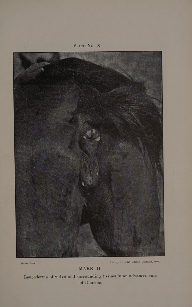 PuatE No. X. | Photo-block. MARE II. Leucoderma of vulva and surrounding tissues in an advanced case of Dourine.