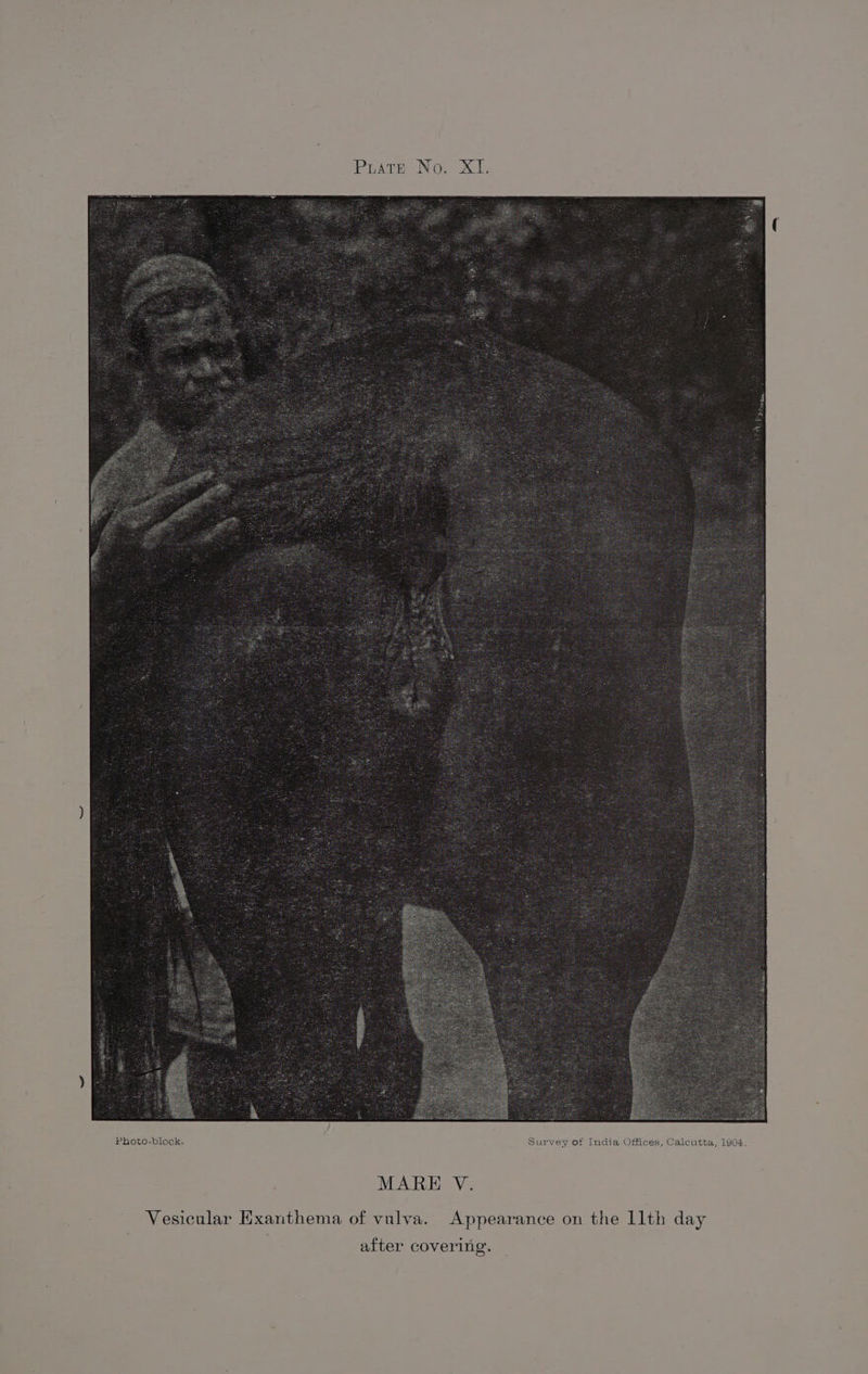 MARE V. Vesicular Exanthema of vulva. Appearance on the llth day after covering.