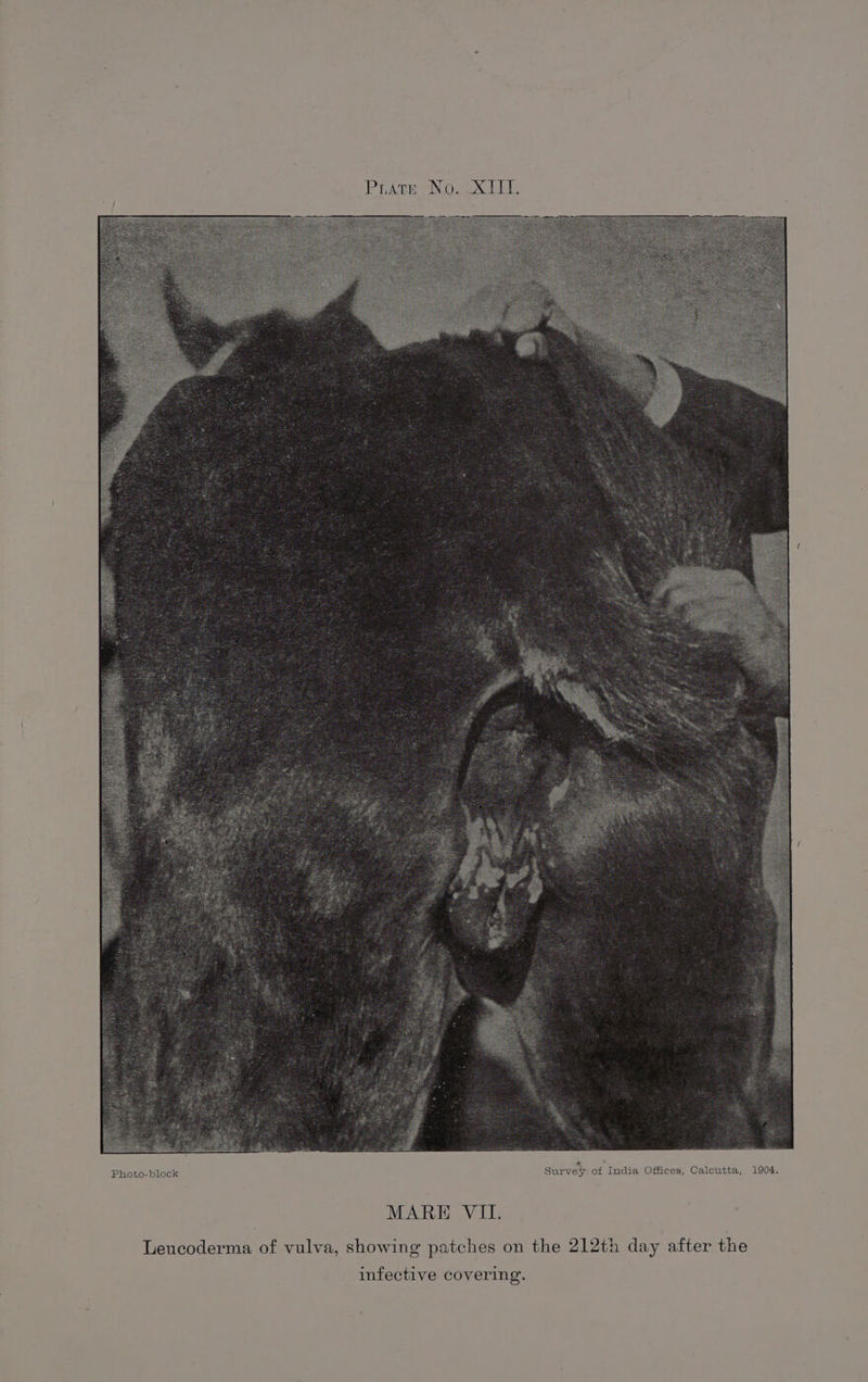 Survey of India Offices, Calcutta, 1904. Photo-block MARE VII. Leucoderma of vulva, showing patches on the 212th day after the infecti