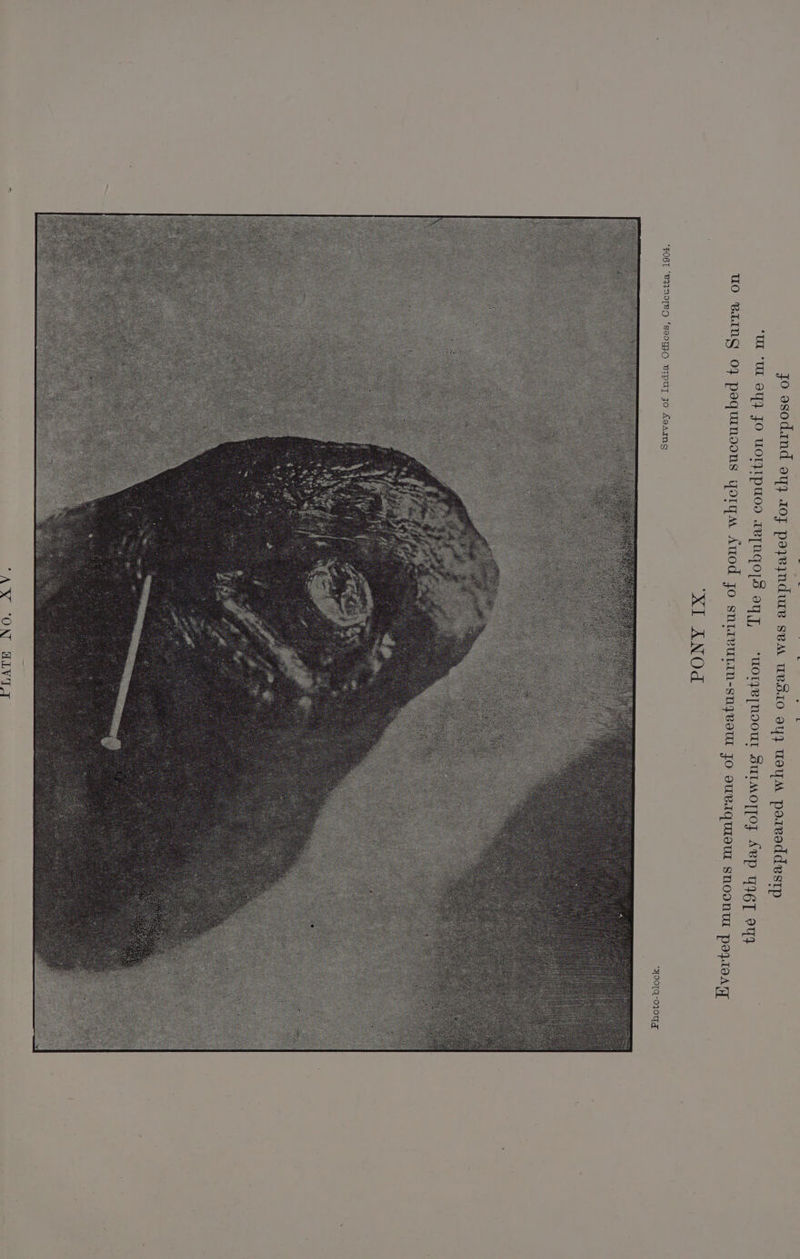 > ‘ne! I bead . yo esodand oy} zof pozejndure sea weS10 ayy usyM poreeddestp “UL “UL OY} FO UOL}IPUOS TETNGO[S oy, “WorJe[NOOUL SutMoT[oy ep UI6T 919 | UO BINS OF poqumoons yorqa Auod Jo snivuLm-snyvout Jo ouerqurew snoonu PoV.toA ‘XI ANOd pOBL “BIINOTeO ‘ss0~WO eIpuUT Jo Leamng AY “ON HLVTIT