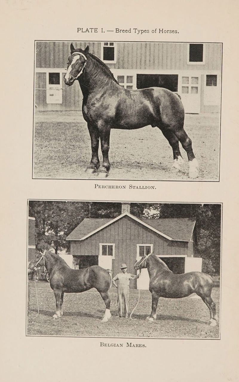 PLATE I. — Breed Types of Horses. BELGIAN Mares.