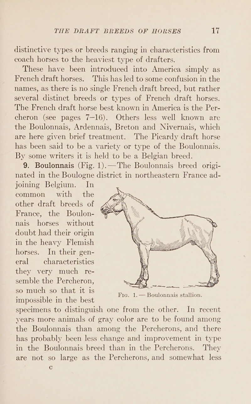 distinctive types or breeds ranging in characteristics from coach horses to the heaviest type of drafters. These have been introduced into America simply as French draft horses. This has led to some confusion in the names, as there is no single French draft breed, but rather several distinct breeds or types of French draft horses. The French draft horse best known in America is the Per- cheron (see pages 7-16). Others less well known are the Boulonnais, Ardennais, Breton and Nivernais, which are here given brief treatment. The Picardy draft horse has been said to be a variety or type of the Boulonnais. By some writers it is held to be a Belgian breed. 9. Boulonnais (Fig. 1).—The Boulonnais breed origi- nated in the Boulogne district in northeastern France ad- joining Belgium. In common with the IOP other draft breeds of AZ , % France, the Boulon- “°° ”\ nais horses without lif ny, on doubt had their origin i 4 Vy ? od in the heavy Flemish eer }! _ We tug la horses. In their gen- \\ \r | ers eral _—_ characteristics a a) they very much re- L semble the Percheron, , fai so much so that it is impossible in the best specimens to distinguish one from the other. In recent years more animals of gray color are to be found among the Boulonnais than among the Percherons, and there has probably been less change and improvement in type in the Boulonnais breed than in the Percherons. They are not so large as the Percherons, and somewhat less Cc Fic. 1.— Boulonnais stallion.