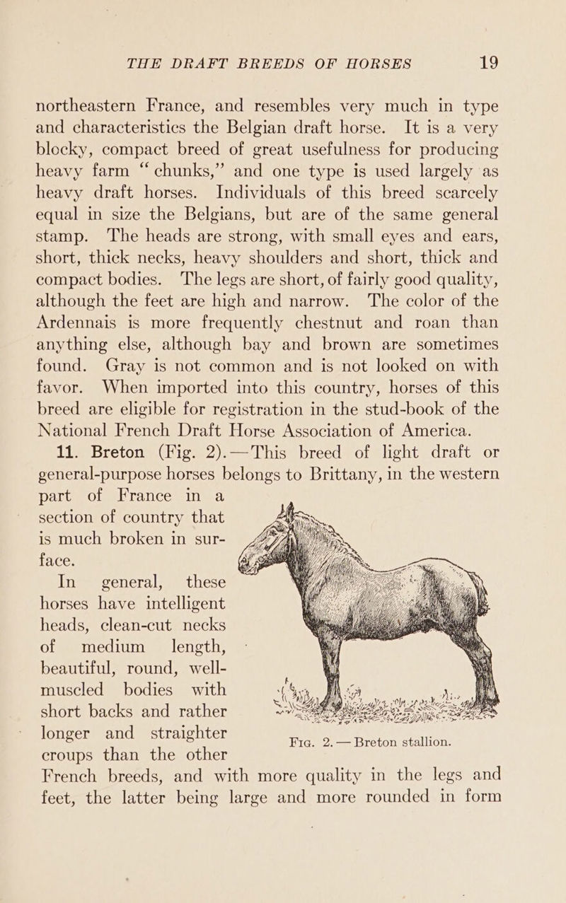 northeastern France, and resembles very much in type and characteristics the Belgian draft horse. It is a very blocky, compact breed of great usefulness for producing heavy farm “ chunks,” and one type is used largely as heavy draft horses. Individuals of this breed scarcely equal in size the Belgians, but are of the same general stamp. The heads are strong, with small eyes and ears, short, thick necks, heavy shoulders and short, thick and compact bodies. The legs are short, of fairly good quality, although the feet are high and narrow. The color of the Ardennais is more frequently chestnut and roan than anything else, although bay and brown are sometimes found. Gray is not common and is not looked on with favor. When imported into this country, horses of this breed are eligible for registration in the stud-book of the National French Draft Horse Association of America. 11. Breton (Fig. 2).—This breed of light draft or general-purpose horses belongs to Brittany, in the western part of France in a section of country that is much broken in sur- face. In general, these horses have intelligent heads, clean-cut necks of medium length, beautiful, round, well- muscled bodies with short backs and rather longer and _ straighter croups than the other French breeds, and with more quality in the legs and feet, the latter being large and more rounded in form 0) Dirk Wil rs My; ag Fig. 2.— Breton stallion.