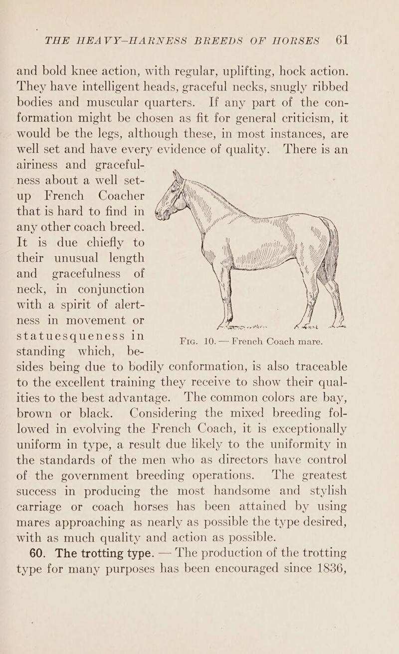 and bold knee action, with regular, uplifting, hock action. They have intelligent heads, graceful necks, snugly ribbed bodies and muscular quarters. If any part of the con- formation might be chosen as fit for general criticism, it would be the legs, although these, in most instances, are well set and have every evidence of quality. There is an airiness and graceful- ness about a well set- up French Coacher that is hard to find in Bos ) ( LY ge i, 7 J Vi NTT if la Hh any other coach breed. My ny It is due chiefly to uy y : Ves WY their unusual length ll i i wa yy y | Z, and gracefulness of | neck, in conjunction with a spirit of alert- | ness in movement or Hf Seen se Srirlesduwenessl0 standing which, be- sides being due to bodily conformation, is also traceable to the excellent training they receive to show their qual- ities to the best advantage. ‘The common colors are bay, brown or black. Considering the mixed breeding fol- lowed in evolving the French Coach, it is exceptionally uniform in type, a result due likely to the uniformity in the standards of the men who as directors have control of the government breeding operations. ‘The greatest success in producing the most handsome and_ stylish carriage or coach horses has been attained by using mares approaching as nearly as possible the type desired, with as much quality and action as possible. 60. The trotting type. — The production of the trotting type for many purposes has been encouraged since 1836,