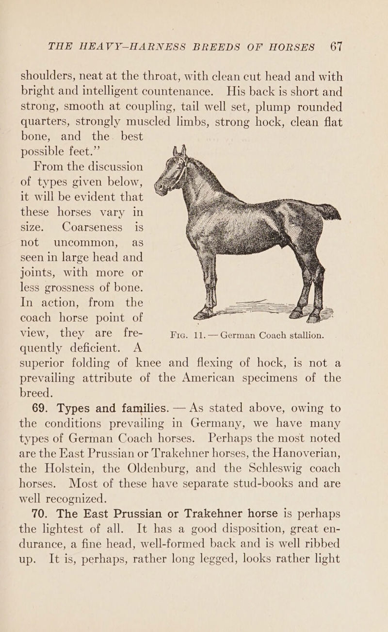 shoulders, neat at the throat, with clean cut head and with bright and intelligent countenance. His back is short and strong, smooth at coupling, tail well set, plump rounded quarters, strongly muscled limbs, strong hock, clean flat bone, and the. best possible feet.” From the discussion of types given below, it will be evident that these horses vary in size. Coarseness is not uncommon, as seen in large head and joints, with more or less grossness of bone. In action, from the coach horse point of view, they are fre- Fig. 11.— German Coach stallion. quently deficient. A superior folding of knee and flexing of hock, is not a prevailing attribute of the American specimens of the breed. 69. Types and families. — As stated above, owing to the conditions prevailing in Germany, we have many types of German Coach horses. Perhaps the most noted are the East Prussian or Trakehner horses, the Hanoverian, the Holstein, the Oldenburg, and the Schleswig coach horses. Most of these have separate stud-books and are well recognized. 70. The East Prussian or Trakehner horse is perhaps the lightest of all. It has a good disposition, great en- durance, a fine head, well-formed back and is well ribbed up. It is, perhaps, rather long legged, looks rather light