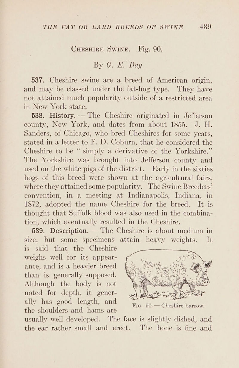 CHESHIRE SWINE. Fig. 90. By G. E. Day 537. Cheshire swine are a breed of American origin, and may be classed under the fat-hog type. They have not attained much popularity outside of a restricted area in New York state. 538. History. — The Cheshire originated in Jefferson county, New York, and dates from about 1855. J. H. Sanders, of Chicago, who bred Cheshires for some years, stated in a letter to F. D. Coburn, that he considered the Cheshire to be “ simply a derivative of the Yorkshire.” The Yorkshire was brought into Jefferson county and used on the white pigs of the district. Early in the sixties hogs of this breed were shown at the agricultural fairs, where they attained some popularity. The Swine Breeders’ convention, in a meeting at Indianapolis, Indiana, in 1872, adopted the name Cheshire for the breed. It is thought that Suffolk blood was also used in the combina- tion, which eventually resulted in the Cheshire. 539. Description. — The Cheshire is about medium in size, but some specimens attain heavy weights. It is said that the Cheshire weighs well for its appear- ance, and is a heavier breed than is generally supposed. Although the body is not noted for depth, it gener- ally has good length, and the shoulders and hams are usually well developed. The face is slightly dished, and the ear rather small and erect. The bone is fine and Sees 1% Bes AS brats Nae N hy, a 5 a. hy y i  é Ny yy he ih Maley. “es 4 hye p st ttt hwy 4 a Wy Z % Boy Ze