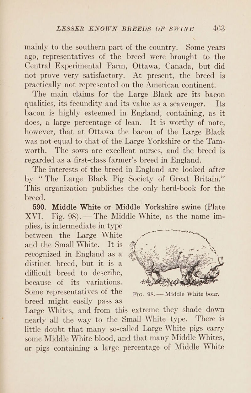 mainly to the southern part of the country. Some years ago, representatives of the breed were brought to the Central Experimental Farm, Ottawa, Canada, but did not prove very satisfactory. At present, the breed is practically not represented on the American continent. The main claims for the Large Black are its bacon qualities, its fecundity and its value as a scavenger. Its bacon is highly esteemed in England, containing, as it does, a large percentage of lean. It is worthy of note, however, that at Ottawa the bacon of the Large Black was not equal to that of the Large Yorkshire or the Tam- worth. The sows are excellent nurses, and the breed is regarded as a first-class farmer’s breed in England. The interests of the breed in England are looked after by “The Large Black Pig Society of Great Britain.” This organization publishes the only herd-book for the breed. 590. Middle White or Middle Yorkshire swine (Plate XVI. Fig. 98). — The Middle White, as the name im- plies, is intermediate in type between the Large White and the Small White. Itis &lt;7 recognized in England asa 4422.7 distinct breed, but it is a ~ difficult breed to describe, because of its variations. lity f Some representatives of the Fig. 98.— Middle White boar. breed might easily pass as Large Whites, and from this extreme they shade down nearly all the way to the Small White type. There is little doubt that many so-called Large White pigs carry some Middle White blood, and that many Middle Whites, or pigs containing a large percentage of Middle White