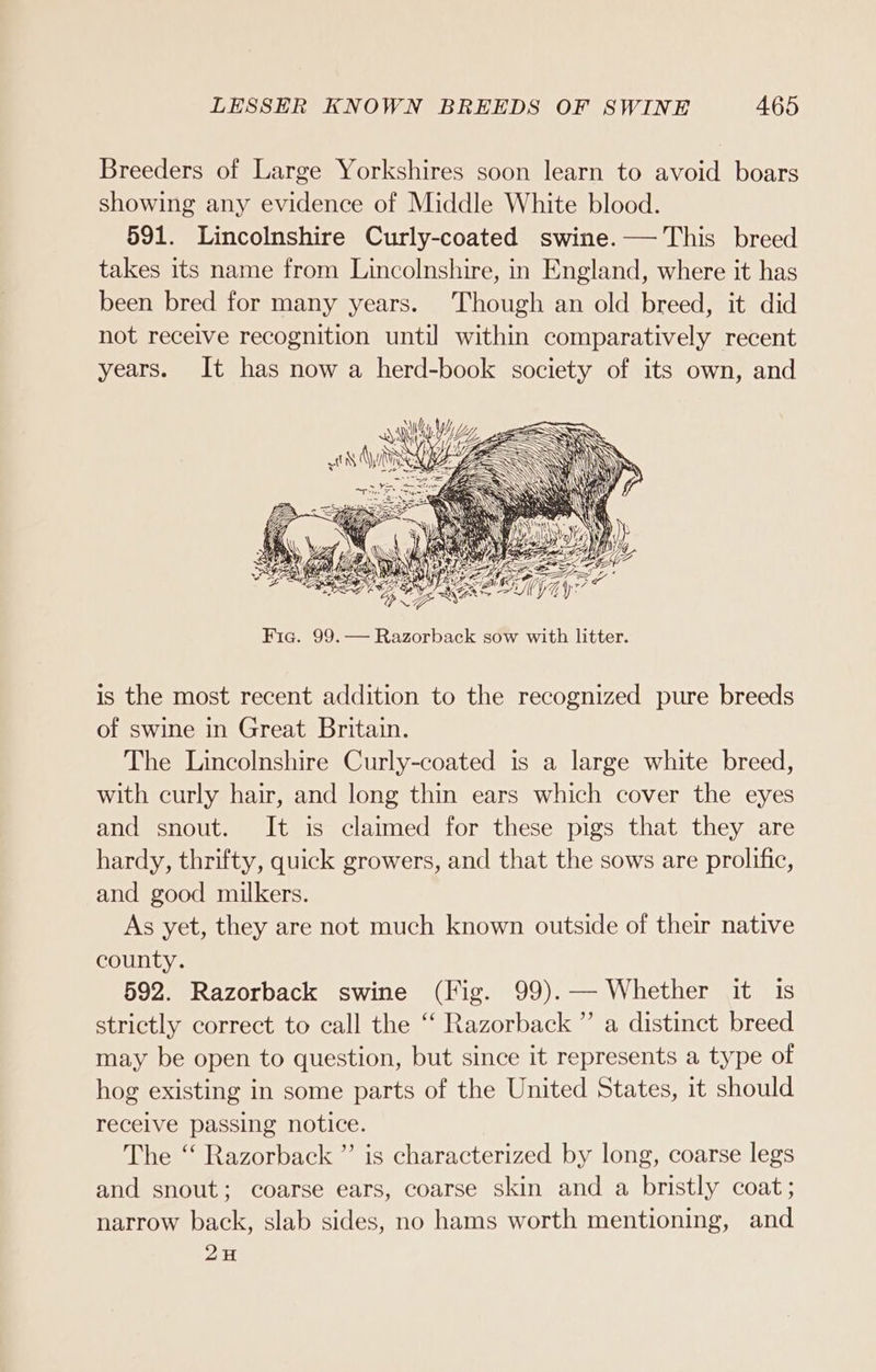 Breeders of Large Yorkshires soon learn to avoid boars showing any evidence of Middle White blood. 591. Lincolnshire Curly-coated swine.— This breed takes its name from Lincolnshire, in England, where it has been bred for many years. Though an old breed, it did not receive recognition until within comparatively recent years. It has now a herd-book society of its own, and wy); oil IN Ais 4 “Ten PWwife oe Gee YP GRE NYT Fic. 99.— Razorback sow with litter. is the most recent addition to the recognized pure breeds of swine in Great Britain. The Lincolnshire Curly-coated is a large white breed, with curly hair, and long thin ears which cover the eyes and snout. It is claimed for these pigs that they are hardy, thrifty, quick growers, and that the sows are prolific, and good milkers. As yet, they are not much known outside of their native county. 592. Razorback swine (Fig. 99).— Whether it is strictly correct to call the “ Razorback ” a distinct breed may be open to question, but since it represents a type of hog existing in some parts of the United States, it should recelve passing notice. The ‘‘ Razorback ”’ is characterized by long, coarse legs and snout; coarse ears, coarse skin and a bristly coat; narrow back, slab sides, no hams worth mentioning, and 2H