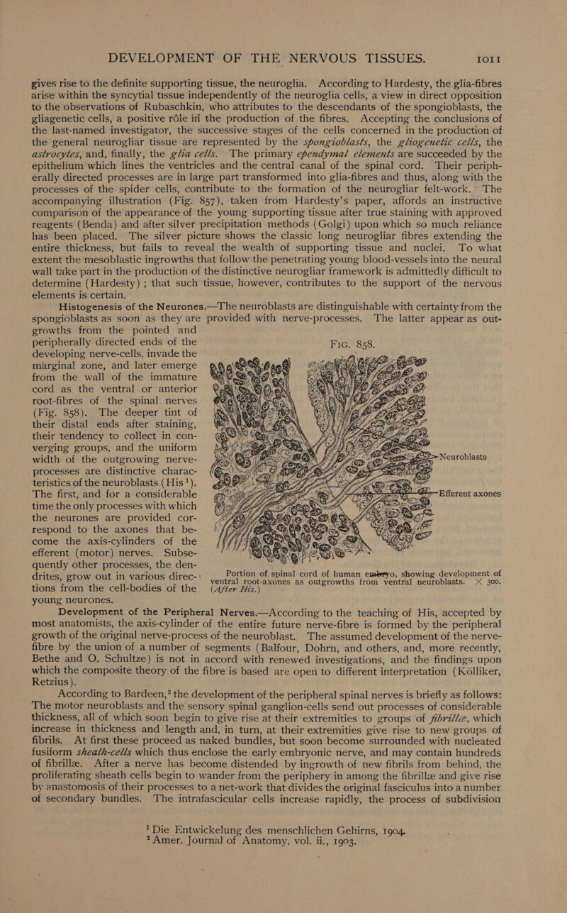 gives rise to the definite supporting tissue, the neuroglia. According to Hardesty, the glia-fibres arise within the syncytial tissue independently of the neuroglia cells, a view in direct opposition to the observations of Rubaschkin, who attributes to the descendants of the spongioblasts, the gliagenetic cells, a positive réle in the production of the fibres. Accepting the conclusions of the last-named investigator, the successive stages of the cells concerned in the production of the general neurogliar tissue are represented by the spongiodlasts, the gliogenetic cells, the astrocytes, and, finally, the gla cells. The primary ependymal elements are succeeded by the epithelium which lines the ventricles and the central canal of the spinal cord. Their periph- erally directed processes are in large part transformed into glia-fibres and thus, along with the processes of the spider cells, contribute to the formation of the neurogliar felt-work.» The accompanying illustration (Fig. 857), taken from Hardesty’s paper, affords an instructive comparison of the appearance of the young supporting tissue after true staining with approved reagents (Benda) and after silver precipitation methods (Golgi) upon which so much reliance has been placed. The silver picture shows the classic long neurogliar fibres extending the entire thickness, but fails to reveal the wealth of supporting tissue and nuclei. To what extent the mesoblastic ingrowths that follow the penetrating young blood-vessels into the neural wall take part in the production of the distinctive neurogliar framework is admittedly difficult to determine (Hardesty) ; that such tissue, however, contributes to the support of the nervous elements is certain. Histogenesis of the Neurones.—The neuroblasts are distinguishable with certainty from the spongioblasts as soon as they are provided with nerve-processes. The latter appear as out- growths from the pointed and peripherally directed ends of the developing nerve-cells, invade the marginal zone, and later emerge from the wall of the immature cord as the ventral or anterior root-fibres of the spinal. nerves (Fig. 858). The deeper tint of their distal ends after staining, their tendency to collect in con- verging groups, and the uniform width of the outgrowing nerve- processes are distinctive charac- teristics of the neuroblasts ( His‘). The first, and for a considerable time the only processes with which the neurones are provided cor- respond to the axones that be- come the axis-cylinders of the. efferent (motor) nerves. Subse- quently other processes, the den- : s 5 2 ney Portion of spinal cord of human embryo, showing development of drites, grow out in i AE, direc ventral root-axones as outgrowths from ventral neuroblasts. 300. tions from the cell-bodies of the (After His.) young neurones. Development of the Peripheral Nerves.—According to the teaching of His, accepted by most anatomists, the axis-cylinder of the entire future nerve-fibre is formed by the peripheral growth of the original nerve-process of the neuroblast.. The assumed development of the nerve- fibre by the union of a number of segments (Balfour, Dohrn, and others, and, more recently, Bethe and O. Schultze) is not in accord with renewed investigations, and the findings upon which the composite theory of the fibre is based are open to different interpretation (K6lliker, Retzius). According to Bardeen,’ the development of the peripheral spinal nerves is briefly as follows: The motor neuroblasts and the sensory spinal ganglion-cells send out processes of considerable thickness, all of which soon begin to give rise at their extremities to groups of fiéri//@, which increase in thickness and length and, in turn, at their extremities give rise to new groups of fibrils. At first these proceed as naked bundles, but soon become surrounded with nucleated fusiform sheath-ced/s which thus enclose the early embryonic nerve, and may contain hundreds of fibrilla. After a nerve has become distended by ingrowth of new fibrils from behind, the proliferating sheath cells begin to wander from the periphery in among the fibrillze and give rise by anastomosis of their processes to a net-work that divides the original fasciculus into a number of secondary bundles. The intrafascicular cells increase rapidly, the process of subdivision Neuroblasts =—Efferent axones Die Entwickelung des menschlichen Gehirns, 1904. ? Amer. Journal of Anatomy, vol. ii., 1903.