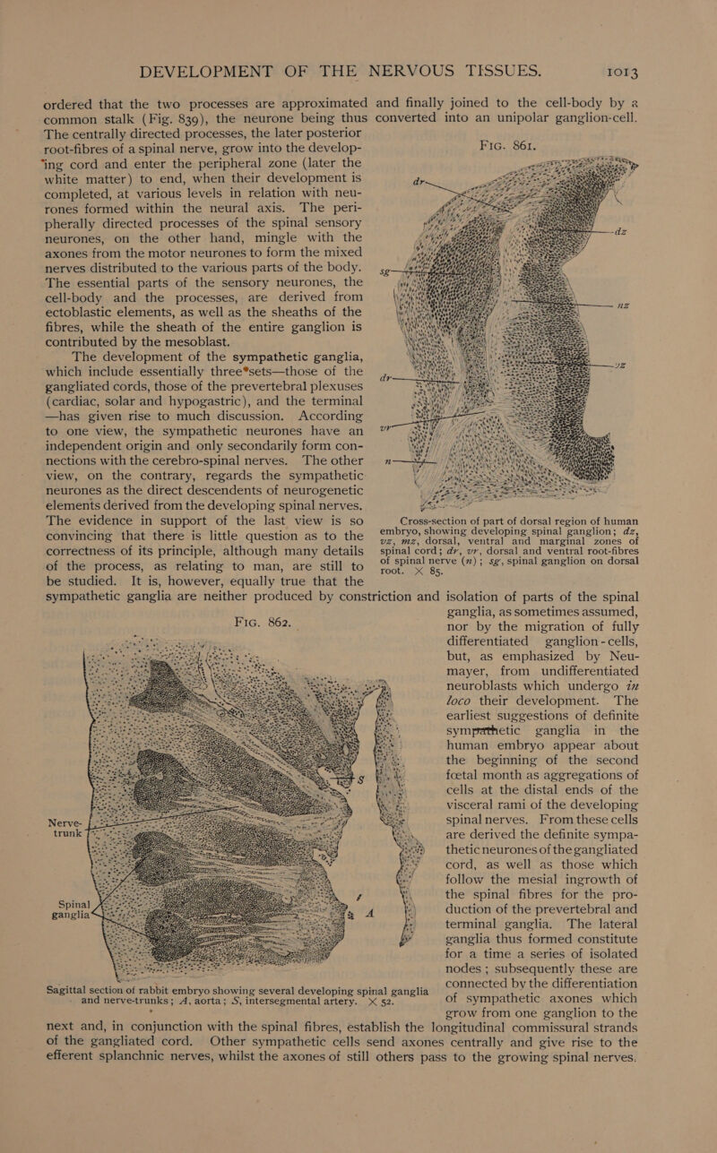 The centrally directed processes, the later posterior root-fibres of a spinal nerve, grow into the develop- ‘ing cord and enter the peripheral zone (later the white matter) to end, when their development is completed, at various levels in relation with neu- rones formed within the neural axis. The peri- pherally directed processes of the spinal sensory neurones, on the other hand, mingle with the axones from the motor neurones to form the mixed nerves distributed to the various parts of the body. The essential parts of the sensory neurones, the cell-body and the processes, are derived from ectoblastic elements, as well as the sheaths of the fibres, while the sheath of the entire ganglion is contributed by the mesoblast. The development of the sympathetic ganglia, which include essentially three*sets—those of the gangliated cords, those of the prevertebral plexuses (cardiac, solar and hypogastric), and the terminal —has given rise to much discussion. According to one view, the sympathetic neurones have an independent origin and only secondarily form con- nections with the cerebro-spinal nerves. The other neurones as the direct descendents of neurogenetic elements derived from the developing spinal nerves. The evidence in support of the last view is so convincing that there is little question as to the correctness of its principle, although many details of the process, as relating to man, are still to be studied. It is, however, equally true that the Fic. 861. Nerve- trunk Spinal ganglia ” ” . . ganglia, as sometimes assumed, nor by the migration of fully differentiated ganglion -cells, but, as emphasized by Neu- mayer, from undifferentiated neuroblasts which undergo 27 loco their development. The earliest suggestions of definite sympathetic ganglia in the human embryo appear about the beginning of the second foetal month as aggregations of cells at the distal ends of the visceral rami of the developing spinal nerves. From these cells are derived the definite sympa- thetic neurones of the gangliated cord, as well as those which follow the mesial ingrowth of the spinal fibres for the pro- duction of the prevertebral and terminal ganglia. The lateral ganglia thus formed constitute for a time a series of isolated nodes ; subsequently these are connected by the differentiation grow from one ganglion to the