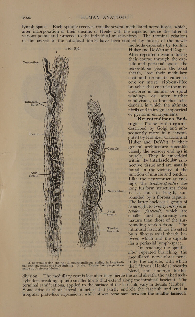 Nerve-fibre Intrafusal fibres : Capsule Axial sheath — Nerve-fibre Axial sheath Tendon fasciculi A, neuromuscular ending; B, neurotendinous ending in longitudi- nal section, methylene-blue staining. &gt; 260. (Drawn from preparation made by Professor Huber.) methods especially by Ruffini, Huber and DeWitt and Dogiel. After repeated division during their course through the cap- sule and periaxial space, the nerve-fibres pierce the axial sheath, lose their medullary coat and terminate either as one or more ribbon-like branches that encircle the mus- cle-fibres in annular or spiral windings, or, after further subdivision, as branched telo- dendria in which the ultimate fibrils end in irregular spherical or pyriform enlargements. Neurotendinous End- ings.— These end-organs, described by Golgi and sub- sequently more fully investi- gated by Kolliker, Ciaccio, and Huber and DeWitt, in their general architecture resemble closely the sensory endings in muscle. They lie embedded within the interfascicular con- nective tissue and are usually found in the vicinity of the junction of muscle and tendon. Like the neuromuscular end- ings, the fenxdon-spindles are long fusiform structures, from I.-I.5 mm. in length, sur- rounded by a fibrous capsule. The latter encloses a group of from eight to twenty zztrafusal tendon fascicult, which are smaller and apparently less mature than those of the sur- rounding tendon-tissue. The intrafusal fasciculi are invested by a fibrous axial sheath be- tween which and the capsule lies a periaxial lymph-space. On reaching the spindle, after repeated branching, the medullated nerve-fibres pene- trate the capsule, with which their fibrous (Henle’s) sheaths. blend, and undergo further