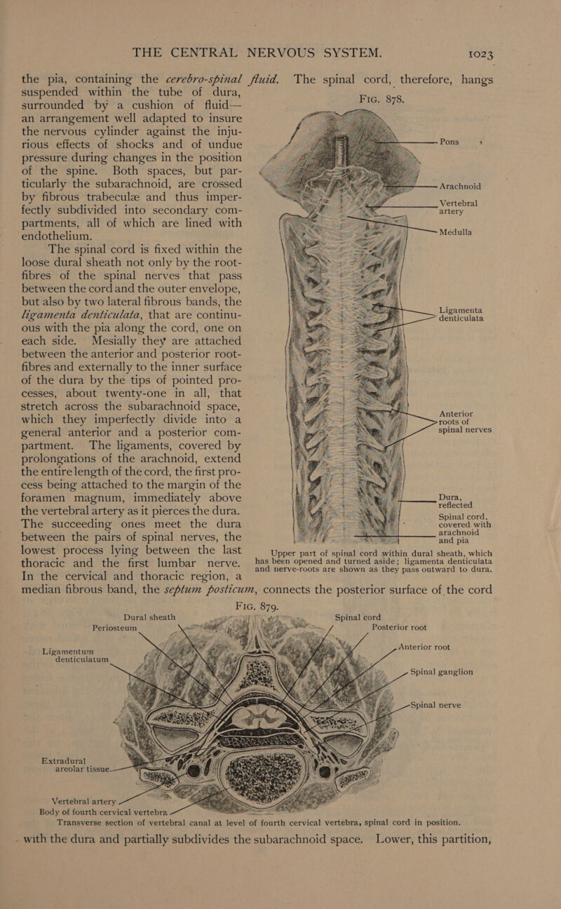 TE CEN PRA NERVOUS: SYSTEM. | TO2 3) suspended within the tube of. dura, surrounded by a cushion of fluid — an arrangement well adapted to insure the nervous cylinder against the inju- rious effects of shocks and of undue pressure during changes in the position of the spine. Both spaces, but par- ticularly the subarachnoid, are crossed by fibrous trabeculae and thus imper- fectly subdivided into secondary com- partments, all of which are lined with endothelium. The spinal cord is fixed within the loose dural sheath not only by the root- fibres of the spinal nerves that pass between the cord and the outer envelope, but also by two lateral fibrous bands, the ligamenta denticulata, that are continu- ous with the pia along the cord, one on each side. Mesially they are attached between the anterior and posterior root- fibres and externally to the inner surface of the dura by the tips of pointed pro- cesses, about twenty-one in all, that stretch across the subarachnoid space, which they imperfectly divide into a general anterior and a posterior com- partment. The ligaments, covered by prolongations of the arachnoid, extend the entire length of the cord, the first pro- cess being attached to the margin of the foramen magnum, immediately above the vertebral artery as it pierces the dura. The succeeding ones meet the dura between the pairs of spinal nerves, the rey is lowest process lying between the last Ueber part of venient cord within dural sheath, which thoracic and the first lumbar nerve. has been opened and turned aside; ligamenta denticulata ; 3 and nerve-roots are shown as they pass outward to dura. In the cervical and thoracic region, a median fibrous band, the septum posticum, connects the posterior surface of the cord Pons a : Arachnoid Vertebral artery Medulla Ligamenta ‘denticulata Anterior roots of spinal nerves Dura, reflected Spinal cord, covered with Dural sheath Periosteum Spinal cord Posterior root 7 Anterior root Ligamentum denticulatum Spinal ganglion Spinal nerve © Extradural areolar tissue Vertebral artery - : Body of fourth cervical vertebra in Transverse section of vertebral canal at level of fourth cervical vertebra, spinal cord in position. . with the dura and partially subdivides the subarachnoid space. Lower, this partition,