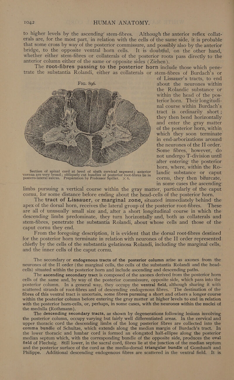 to higher levels by the ascending’ stem-fibres. Although the anterior reflex collat- erals are, for the most part, in relation with the cells of the same side, it is probable that some cross by way of the posterior commissure, and possibly also by the anterior bridge, to the opposite ventral horn cells. It is doubtful, on the other hand, whether either stem-fibres or collaterals of the posterior roots pass directly to the anterior column either of the same or opposite sides (Ziehen). The root-fibres passing to the posterior horn include those which pene- trate the substantia Rolandi, either as collaterals or stem-fibres of Burdach’s or of Lissauer’s tracts, to end about the neurones within the Rolandic substance or within the head of the pos- terior horn. Their longitudi- nal course within Burdach’s tract is ordinarily short ; they then bend horizontally and enter the gray matter of the posterior horn, within which they soon terminate in end-arborizations around the neurones of the II order. Some fibres, however, do not undergo T-division until after entering the posterior ~ horn, where, within the Ro- Section of spinal cord at level of sixth cervical segment; anterior iC - ‘cornua are very broad; obliquely cut bundles of posterior root-fibres lie in landic substance oe capee postero-lateral sulcus. Preparation by Professor Spiller. &gt; 6. cornu, they then bifurcate, in some cases the ascending limbs pursuing a vertical course within the gray matter, particularly of the caput cornu, for some distance before ending about the head-cells of the posterior horn. The tract of Lissauer, or marginal zone, situated immediately behind the apex of the dorsal horn, receives the lateral group of the posterior root-fibres. These are all of unusually small size and, after a short longitudinal course in which the descending limbs predominate, they turn horizontally and, both as collaterals and stem-fibres, penetrate the substantia Rolandi, about whose cells and those of the caput cornu they end. From the foregoing description, it is evident that the dorsal root-fibres destined for the posterior horn terminate in relation with neurones of the II order represented chiefly by the cells of the substantia gelatinosa Rolandi, including the marginal cells, and the inner cells of the caput cornu. The secondary or endogenous tracts of the posterior column arise as axones from the neurones of the II order (the marginal cells, the cells of the substantia Rolandi and the head- cells) situated within the posterior horn and include ascending and descending paths. The ascending secondary tract is composed of the axones derived from the posterior horn cells of the same and, by way of the posterior commissure, opposite side, which pass into the posterior column. In a general way, they occupy the ventral field, although sharing it with scattered strands of root-fibres and of descending endogenous fibres. The destination of the fibres of this ventral tract is uncertain, some fibres pursuing a short and others a longer course within the posterior column before entering the gray matter at higher levels to end in relation with the posterior horn-cells, or, perhaps, in some cases, with the neurones within the nuclei of the medulla (Rothmann). The descending secondary tracts, as shown by degenerations following lesions involving the posterior column, occupy varying but fairly well differentiated areas. In the cervical and upper thoracic cord the descending limbs of the long posterior fibres are collected into the comma bundle of Schultze, which extends along the median margin of Burdach’s tract. In the lower thoracic and lumbar cord is formed an elongated half-ellipse along the posterior median septum which, with the corresponding bundle of the opposite side, produces the oval field of Flechsig. Still lower, in the sacral cord, fibres lie at the junction of the median septum and the posterior surface of the cord as the medio-dorsal triangular bundle of Gombault and Philippe. Additional descending endogenous fibres are scattered in the ventral field. It is