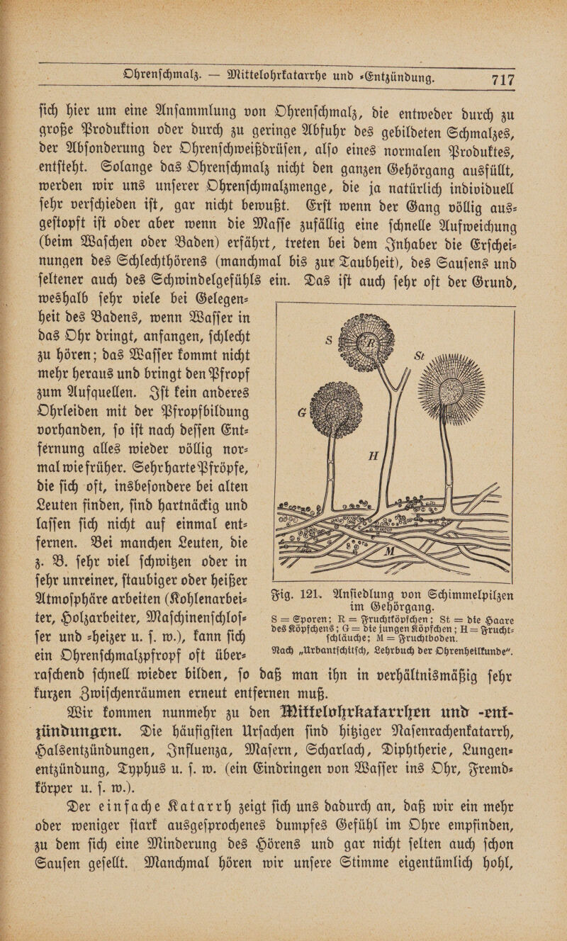 ff.! a Da Ft ęxꝶ( ðx̃ꝗ³˙Ü w a a Fe a 2 eee BENENNEN EHE RE, a pe re es a 2 { ; 2 ee u ne ai &gt; Ohrenſchmalz. — Mittelohrkatarrhe und Entzündung. var u N a 8 ih hier um eine Anſammlung von Ohrenſchmalz, die entweder durch zu große Produktion oder durch zu geringe Abfuhr des gebildeten Schmalzes, der Abſonderung der Ohrenſchweißdrüſen, alſo eines normalen Produktes, entſteht. Solange das Ohrenſchmalz nicht den ganzen Gehörgang ausfüllt, werden wir uns unſerer Ohrenſchmalzmenge, die ja natürlich individuell ſehr verſchieden iſt, gar nicht bewußt. Erſt wenn der Gang völlig aus⸗ geſtopft iſt oder aber wenn die Maſſe zufällig eine ſchnelle Aufweichung (beim Waſchen oder Baden) erfährt, treten bei dem Inhaber die Erſchei⸗ nungen des Schlechthörens (manchmal bis zur Taubheit), des Sauſens und ſeltener auch des Schwindelgefühls ein. Das iſt auch ſehr oft der Grund, weshalb ſehr viele bei Gelegen⸗ heit des Badens, wenn Waſſer in das Ohr dringt, anfangen, ſchlecht zu hören; das Waſſer kommt nicht mehr heraus und bringt den Pfropf zum Aufquellen. Iſt kein anderes Ohrleiden mit der Pfropfbildung vorhanden, ſo iſt nach deſſen Ent⸗ fernung alles wieder völlig nor- mal wie früher. Sehr harte Pfröpfe, die ſich oft, insbeſondere bei alten Leuten finden, ſind hartnäckig und laſſen ſich nicht auf einmal ent⸗ fernen. Bei manchen Leuten, die z. B. ſehr viel ſchwitzen oder in ſehr unreiner, ſtaubiger oder heißer Atmoſphäre arbeiten (Kohlenarbei⸗ Fig. 121. im Geenen Simmel ter, Holzarbeiter, Maſchinenſchlof⸗ s = Eporen; R= Fruchttöpfchen; St = die Haare fer und ⸗heizer u. ſ. w.), kann ſich e e e ein Ohrenſchmalzpfropf oft über⸗ Nach „Urbentiättich, Lehrbuch der Ohrenheilkunde”. raſchend ſchnell wieder bilden, ſo daß man ihn in verhältnismäßig ſehr kurzen Zwiſchenräumen erneut entfernen muß. Wir kommen nunmehr zu den Miktelohrkakarrhen und - ent- zündungen. Die häufigſten Urſachen find hitziger Naſenrachenkatarrh, Halsentzündungen, Influenza, Maſern, Scharlach, Diphtherie, Lungen— entzündung, Typhus u. ſ. w. (ein Eindringen von Waſſer ins Ohr, Fremd⸗ körper u. ſ. w.). Der einfache Katarrh zeigt ſich uns dadurch an, daß wir ein mehr zu dem ſich eine Minderung des Hörens und gar nicht ſelten auch ſchon Sauſen geſellt. Manchmal hören wir unſere Stimme eigentümlich hohl,