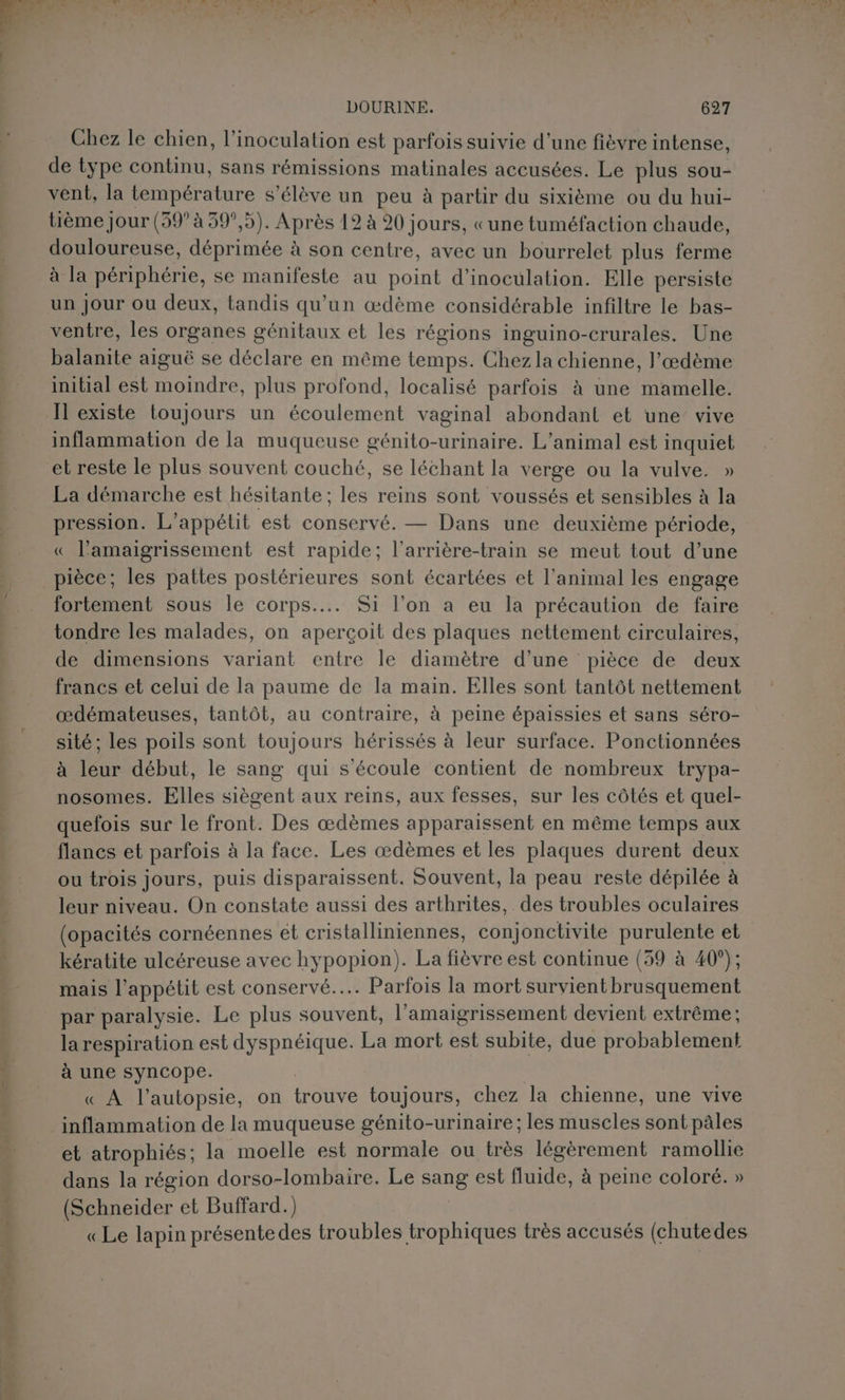 Chez le chien, l’inoculation est parfois suivie d’une fièvre intense, de type continu, sans rémissions matinales accusées. Le plus sou- vent, la température s'élève un peu à partir du sixième ou du hui- tième Jour (39° à 39°,5). Après 12 à 20 jours, «une tuméfaction chaude, douloureuse, déprimée à son centre, avec un bourrelet plus ferme à la Pere se manifeste au point d'inoculation. Elle persiste un Jour ou deux, tandis qu'un œædème considérable infiltre le bas- ventre, les organes génitaux et les régions inguino-crurales. Une balanite aiguë se déclare en même temps. Chez la chienne, l’œdème initial est moindre, plus profond, localisé parfois à une mamelle. inflammation de la muqueuse génito-urinaire. L'animal est inquiet et reste le plus souvent couché, se léchant la verge ou la vulve. » La démarche est hésitante; les reins sont voussés et sensibles à la pression. L’appétit est conservé. — Dans une deuxième période, l’'amaigrissement est rapide; l’arrière-train se meut tout d’une pièce; les pattes postérieures sont écartées et l'animal les engage fortement sous le corps... Si l’on a eu la précaution de faire tondre les malades, on aperçoit des plaques nettement circulaires, de dimensions variant entre le diamètre d’une pièce de deux francs et celui de la paume de la main. Elles sont tantôt nettement œdémateuses, tantôt, au contraire, à peine épaissies et sans séro- sité; les poils sont toujours hérissés à leur surface. Ponctionnées à leur début, le sang qui s'écoule contient de nombreux trypa- nosomes. Elles siègent aux reins, aux fesses, sur les côtés et quel- quefois sur le front. Des œdèmes apparaissent en même temps aux flancs et parfois à la face. Les œdèmes et les plaques durent deux ou trois jours, puis disparaissent. Souvent, la peau reste dépilée à leur niveau. On constate aussi des arthrites, des troubles oculaires kératite ulcéreuse avec hypopion). La fièvre est continue (59 à 40°); mais l’appétit est conservé... Parfois la mort survientbrusquement par paralysie. Le plus souvent, l’amaigrissement devient extrême; la respiration est dyspnéique. La mort est subite, due probablement à une syncope. « À l’autopsie, on trouve toujours, chez la chienne, une vive inflammation de la muqueuse génito-urinaire; les muscles sont pâles et atrophiés; la moelle est normale ou très légèrement ramollie dans la région dorso-lombaire. Le sang est fluide, à peine coloré. » (Schneider et Buffard.) «Le lapin présentedes troubles trophiques très accusés (chutedes