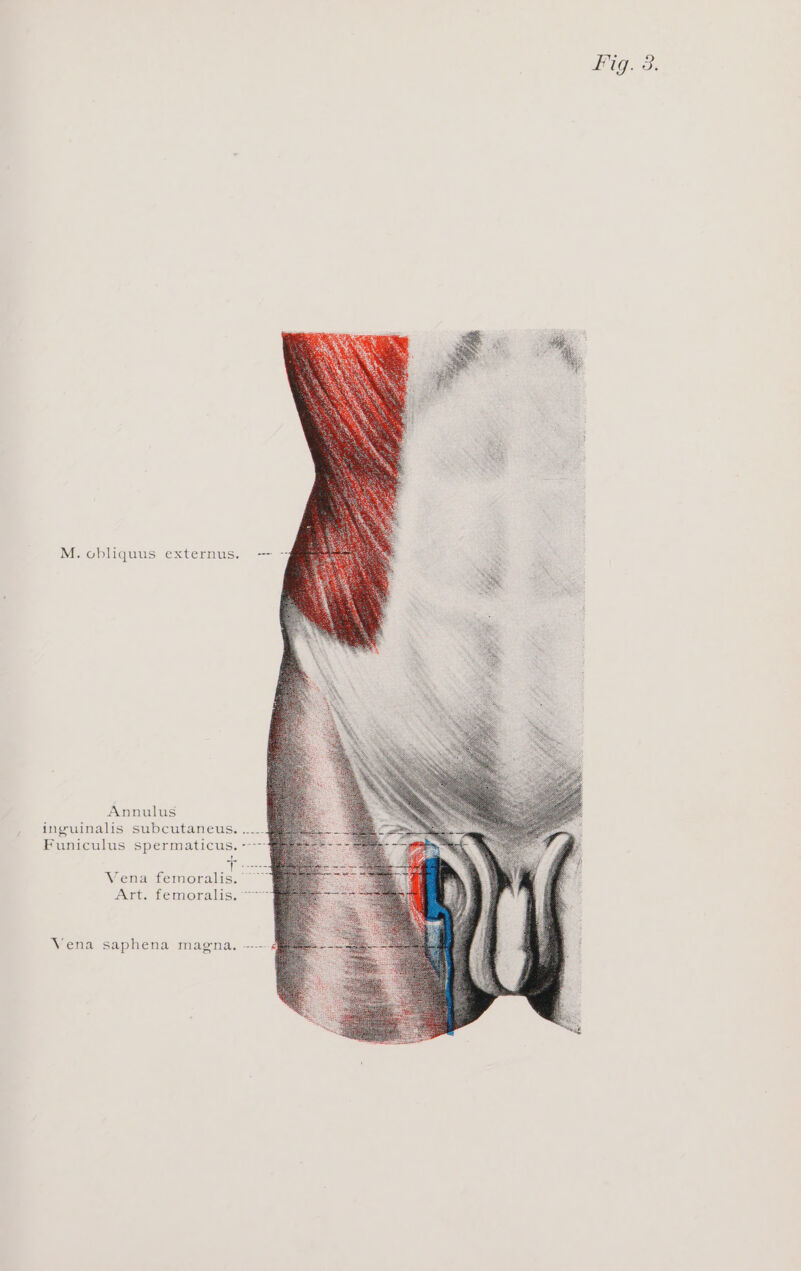 Annulus Art. femoralis. Vena saphena magna.