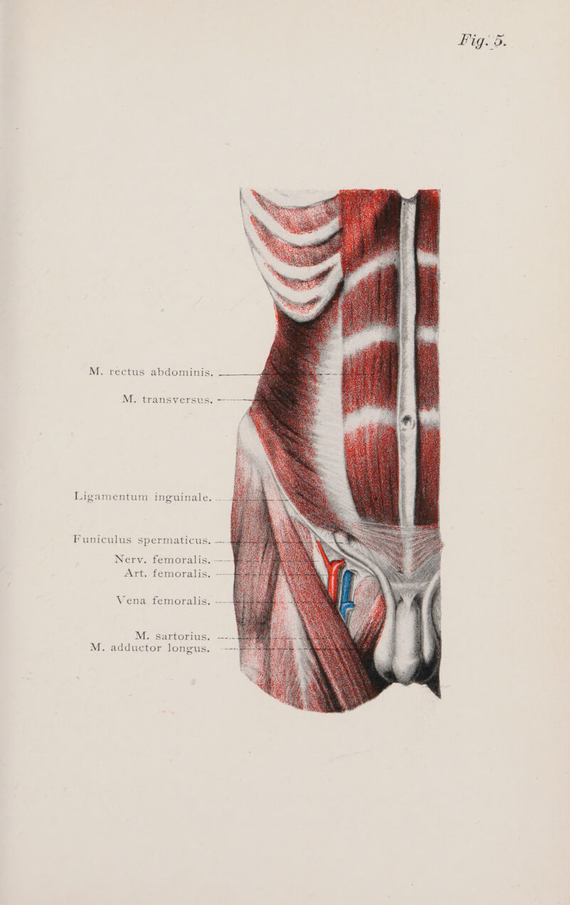 M. rectus abdominis. M. transversus. ---- Ligamentum inguinale. Funiculus spermaticus. —-4 Nerv. femoralis. — Art. femoralis. —— Vena femoralis. --- M; sartersus, === M. adductor longus.