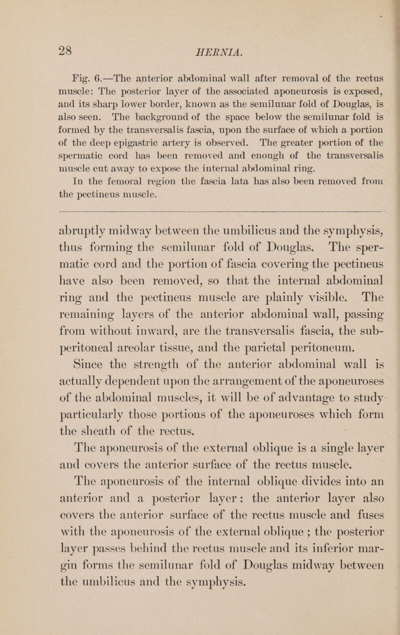 Fig. 6.—The anterior abdominal wall after removal of the rectus muscle: The posterior layer of the associated aponeurosis is exposed, and its sharp lower border, known as the semilunar fold of Douglas, is also seen. The background of the space below the semilunar fold is formed by the transversalis fascia, upon the surface of which a portion of the deep epigastric artery is observed. The greater portion of the spermatic cord has been removed and enough of the transversalis muscle cut away to expose the internal abdominal ring. In the femoral region the fascia lata has also been removed from the pectineus muscle. abruptly midway between the umbilicus and the symphysis, thus forming the semilunar fold of Douglas. The sper- matic cord and the portion of fascia covering the pectineus have also been removed, so that the internal abdominal ring and the pectineus muscle are plainly visible. The remaining layers of the anterior abdominal wall, passing from without inward, are the transversalis fascia, the sub- peritoneal areolar tissue, and the parietal peritoneum. Since the strength of the anterior abdominal wall is actually dependent upon the arrangement of the aponeuroses particularly those portions of the aponeuroses which form the sheath of the rectus. The aponeurosis of the external oblique is a single layer and covers the anterior surface of the rectus muscle. The aponeurosis of the internal oblique divides into an anterior and a posterior layer: the anterior layer also covers the anterior surface of the rectus muscle and fuses with the aponeurosis of the external oblique ; the posterior layer passes behind the reetus muscle and its inferior mar- gin forms the semilunar fold of Douglas midway between the umbilicus and the symphysis.