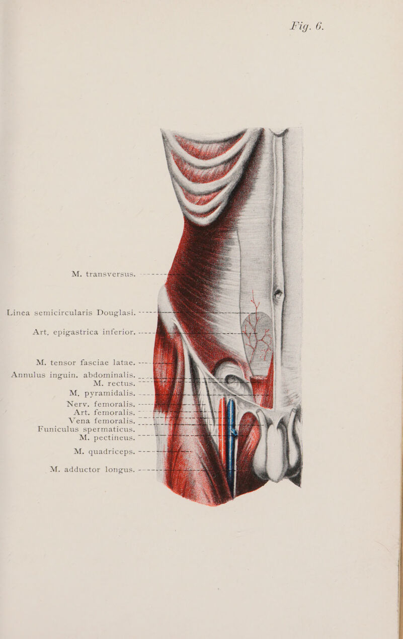 Linea semicircularis Douglasi. Art, epigastrica inferior. M. tensor fasciae latae. Annulus inguin. abdominalis. M. rectus. M. pyramidalis. Nerv. femoralis. Funiculus spermaticus. M. quadriceps. M. adductor longus. Fig. 6. eS EEE