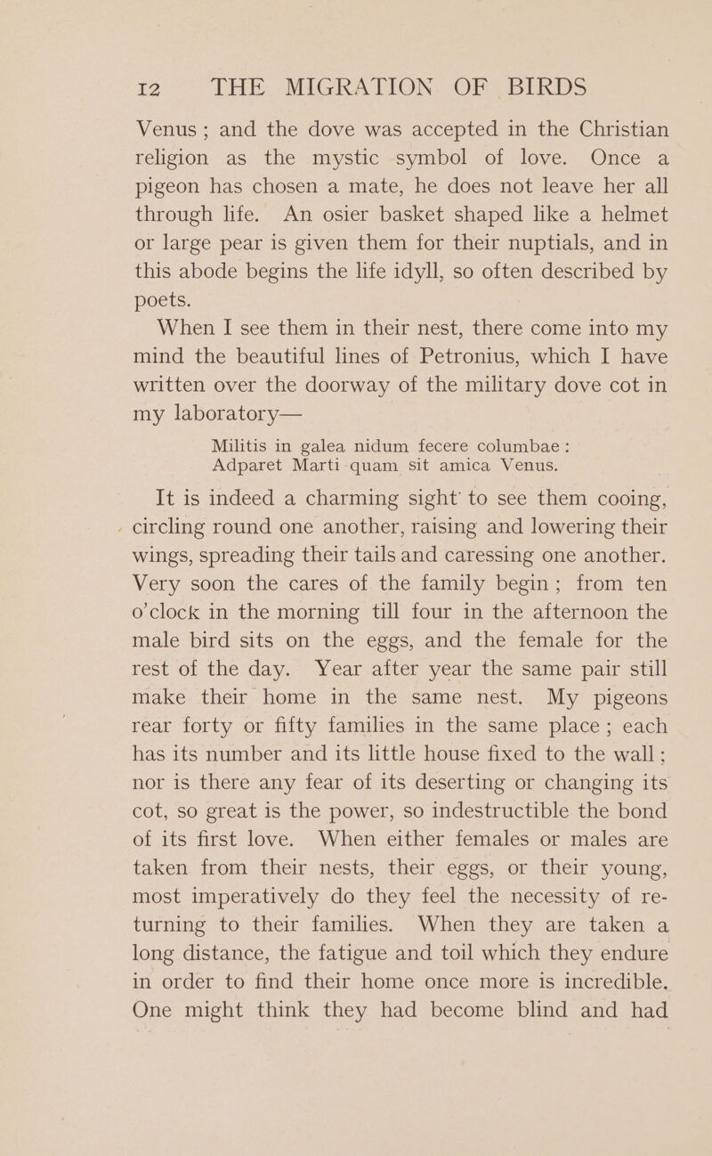 Venus ; and the dove was accepted in the Christian religion as the mystic symbol of love. Once a pigeon has chosen a mate, he does not leave her all through life. An osier basket shaped like a helmet or large pear is given them for their nuptials, and in this abode begins the life idyll, so often described by poets. When I see them in their nest, there come into my mind the beautiful lines of Petronius, which I have written over the doorway of the military dove cot in my laboratory— Militis in galea nidum fecere columbae : Adparet Marti quam sit amica Venus. It is indeed a charming sight’ to see them cooing, - circling round one another, raising and lowering their wings, spreading their tails and caressing one another. Very soon the cares of the family begin; from ten o'clock in the morning till four in the afternoon the male bird sits on the eggs, and the female for the rest of the day. Year aiter year the same pair still make their home in the same nest. My pigeons rear forty or fifty families in the same place ; each has its number and its little house fixed to the wall; nor is there any fear of its deserting or changing its cot, so great is the power, so indestructible the bond of its first love. When either females or males are taken from their nests, their eggs, or their young, most imperatively do they feel the necessity of re- turning to their families. When they are taken a long distance, the fatigue and toil which they endure in order to find their home once more is incredible. One might think they had become blind and had