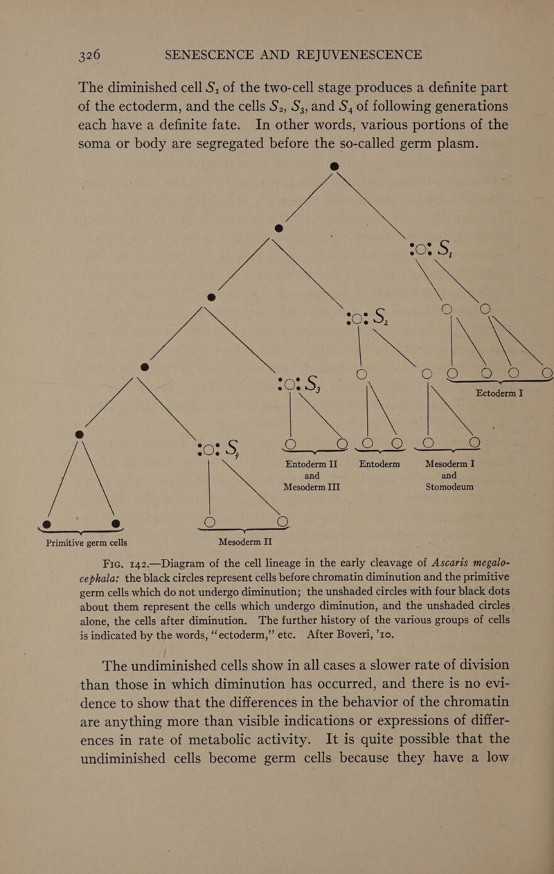 The diminished cell S; of the two-cell stage produces a definite part of the ectoderm, and the cells S., S;,and S, of following generations each have a definite fate. In other words, various portions of the soma or body are segregated before the so-called germ plasm. ats} re ‘ . ner ‘ : _ O Of 7a ns e e a ae ee ~ : Oe S; Ectoderm I ° : aye a O OV CO aS. O . Entoderm II Entoderm Mesoderm I and and Mesoderm ITI Stomodeum _@ e @@ wy co. —_—_—Y Primitive germ cells Mesoderm II Fic. 142.—Diagram of the cell lineage in the early cleavage of Ascaris megalo- cephala: the black circles represent cells before chromatin diminution and the primitive germ cells which do not undergo diminution; the unshaded circles with four black dots about them represent the cells which undergo diminution, and the unshaded circles alone, the cells after diminution. The further history of the various groups of cells is indicated by the words, “ectoderm,” etc. After Boveri, 10. The undiminished cells show in all cases a slower rate of division than those in which diminution has occurred, and there is no evi- dence to show that the differences in the behavior of the chromatin are anything more than visible indications or expressions of differ- ences in rate of metabolic activity. It is quite possible that the undiminished cells become germ cells because they have a low