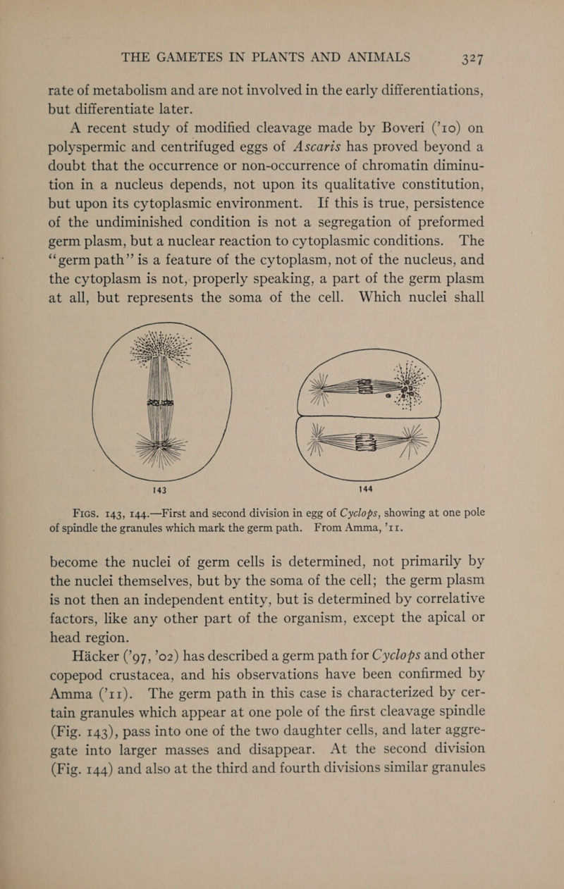 rate of metabolism and are not involved in the early differentiations, but differentiate later. A recent study of modified cleavage made by Boveri (’10) on polyspermic and centrifuged eggs of Ascaris has proved beyond a doubt that the occurrence or non-occurrence of chromatin diminu- tion in a nucleus depends, not upon its qualitative constitution, but upon its cytoplasmic environment. Ii this is true, persistence of the undiminished condition is not a segregation of preformed germ plasm, but a nuclear reaction to cytoplasmic conditions. The “‘serm path” is a feature of the cytoplasm, not of the nucleus, and the cytoplasm is not, properly speaking, a part of the germ plasm at all, but represents the soma of the cell. Which nuclei shall Fics. 143, 144.—First and second division in egg of Cyclops, showing at one pole of spindle the granules which mark the germ path. From Amma, ’1r. become the nuclei of germ cells is determined, not primarily by the nuclei themselves, but by the soma of the cell; the germ plasm is not then an independent entity, but is determined by correlative factors, like any other part of the organism, except the apical or head region. Hacker (’97, ’02) has described a germ path for Cyclops and other copepod crustacea, and his observations have been confirmed by Amma (’11). The germ path in this case is characterized by cer- tain granules which appear at one pole of the first cleavage spindle (Fig. 143), pass into one of the two daughter cells, and later aggre- gate into larger masses and disappear. At the second division (Fig. 144) and also at the third and fourth divisions similar granules