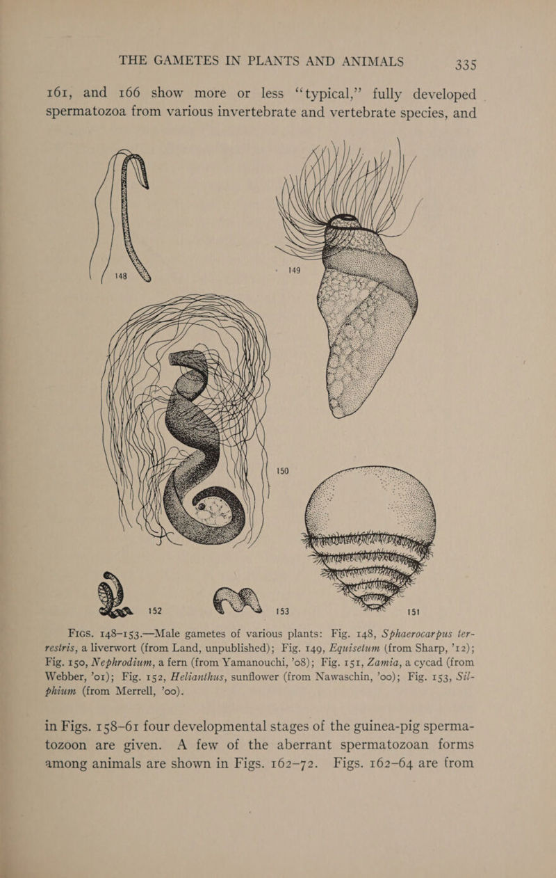 161, and 166 show more or less ‘‘typical,” fully developed | spermatozoa from various invertebrate and vertebrate species, and Fics. 148-153.—Male gametes of various plants: Fig. 148, Sphaerocarpus ter- restris, a liverwort (from Land, unpublished); Fig. 149, Equisetum (from Sharp, ’12); Fig. 150, Nephrodium, a fern (from Yamanouchi, ’08); Fig. 151, Zamia, a cycad (from Webber, ’o1r); Fig. 152, Helianthus, sunflower (from Nawaschin, ’oo); Fig. 153, Sil- phium (from Merrell, ’oo). in Figs. 158-61 four developmental stages of the guinea-pig sperma- tozoon are given. A few of the aberrant spermatozoan forms among animals are shown in Figs. 162-72. Figs. 162-64 are from