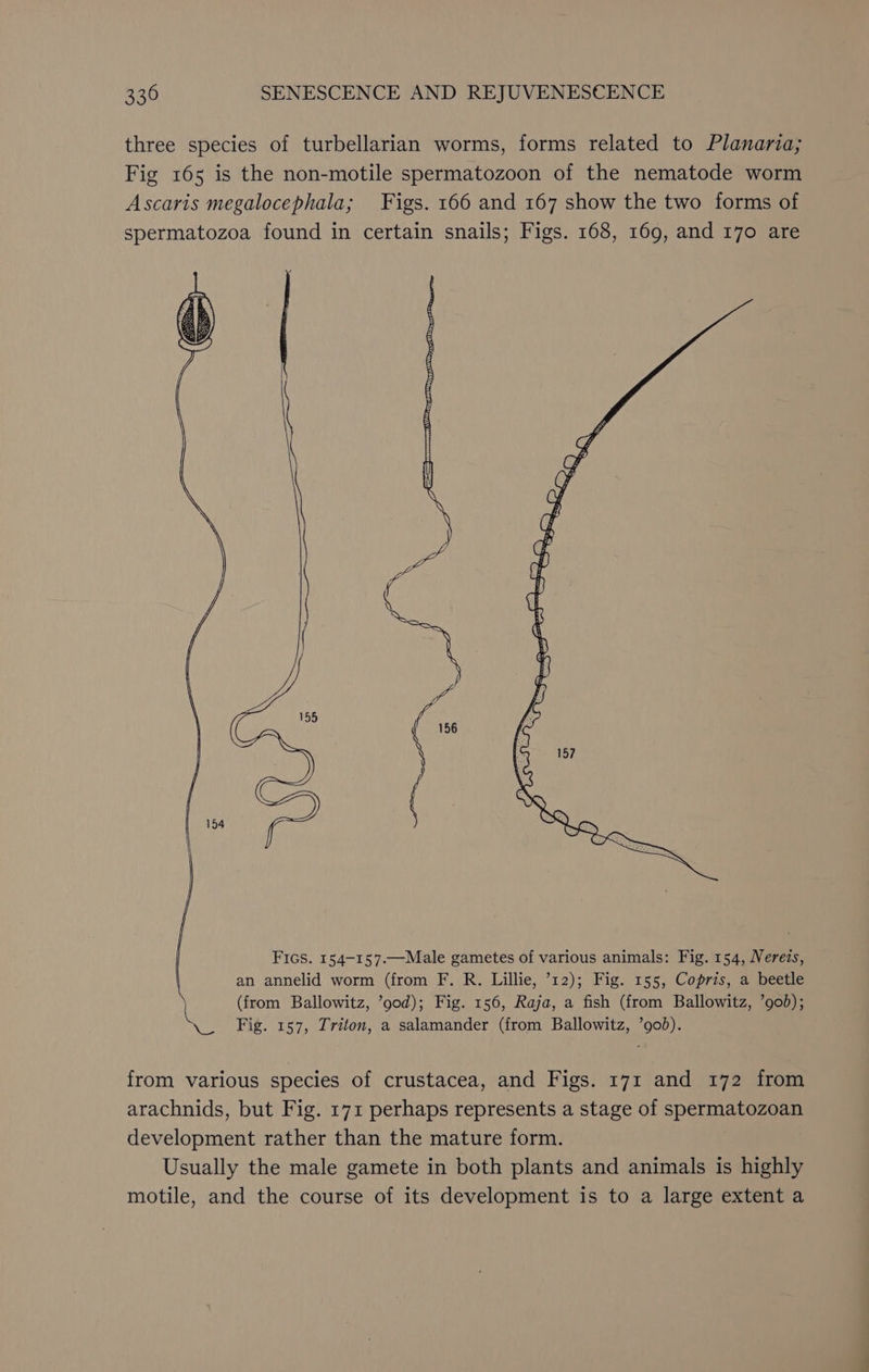 three species of turbellarian worms, forms related to Planaria; Fig 165 is the non-motile spermatozoon of the nematode worm Ascaris megalocephala; Figs. 166 and 167 show the two forms of spermatozoa found in certain snails; Figs. 168, 169, and 170 are Fics. 154-157.—Male gametes of various animals: Fig. 154, Nerets, an annelid worm (from F. R. Lillie, ’12); Fig. 155, Copris, a beetle (from Ballowitz, ’90d); Fig. 156, Raja, a fish (from Ballowitz, ’90d); Fig. 157, Triton, a salamander (from Ballowitz, ’god). from various species of crustacea, and Figs. 171 and 172 from arachnids, but Fig. 171 perhaps represents a stage of spermatozoan development rather than the mature form. Usually the male gamete in both plants and animals is highly motile, and the course of its development is to a large extent a