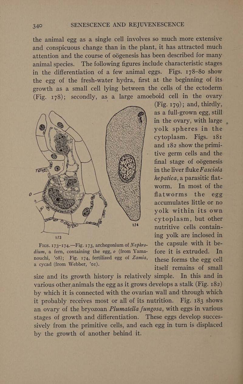 the animal egg as a single cell involves so much more extensive and conspicuous change than in the plant, it has attracted much attention and the course of odgenesis has been described for many animal species. The following figures include characteristic stages in the differentiation of a few animal eggs. Figs. 178-80 show the egg of the fresh-water hydra, first at the beginning of its growth as a small cell lying between the cells of the ectoderm (Fig. 178); secondly, as a large amoeboid cell in the ovary (Fig. 179); and, thirdly, as a full-grown egg, still in the ovary, with large yolk spheres in the cytoplasm. Figs. 181 and 182 show the primi- tive germ cells and the final stage of odgenesis in the liver fluke Fasciola hepatica, a parasitic flat- worm. In most of the flatworms the egg accumulates little or no yolk within its own cytoplasm, but other nutritive cells contain- ing yolk are inclosed in Fics. 173-174.—Fig. 173, archegonium of Nephro- the capsule with it be- dium, a fern, containing the egg, o (from Yama- fore it is extruded. In nouchi, ’08); Fig. 174, fertilized egg of Zamzia, these forms the egg cell a cycad (from Webber, ’or). : ‘ itself remains of small size and its growth history is relatively simple. In this and in various other animals the egg as it grows develops a stalk (Fig. 182) by which it is connected with the ovarian wall and through which it probably receives most or all of its nutrition. Fig. 183 shows an ovary of the bryozoan Plumatella fungosa, with eggs in various stages of growth and differentiation. These eggs develop succes- sively from the primitive cells, and each egg in turn is displaced by the growth of another behind it.