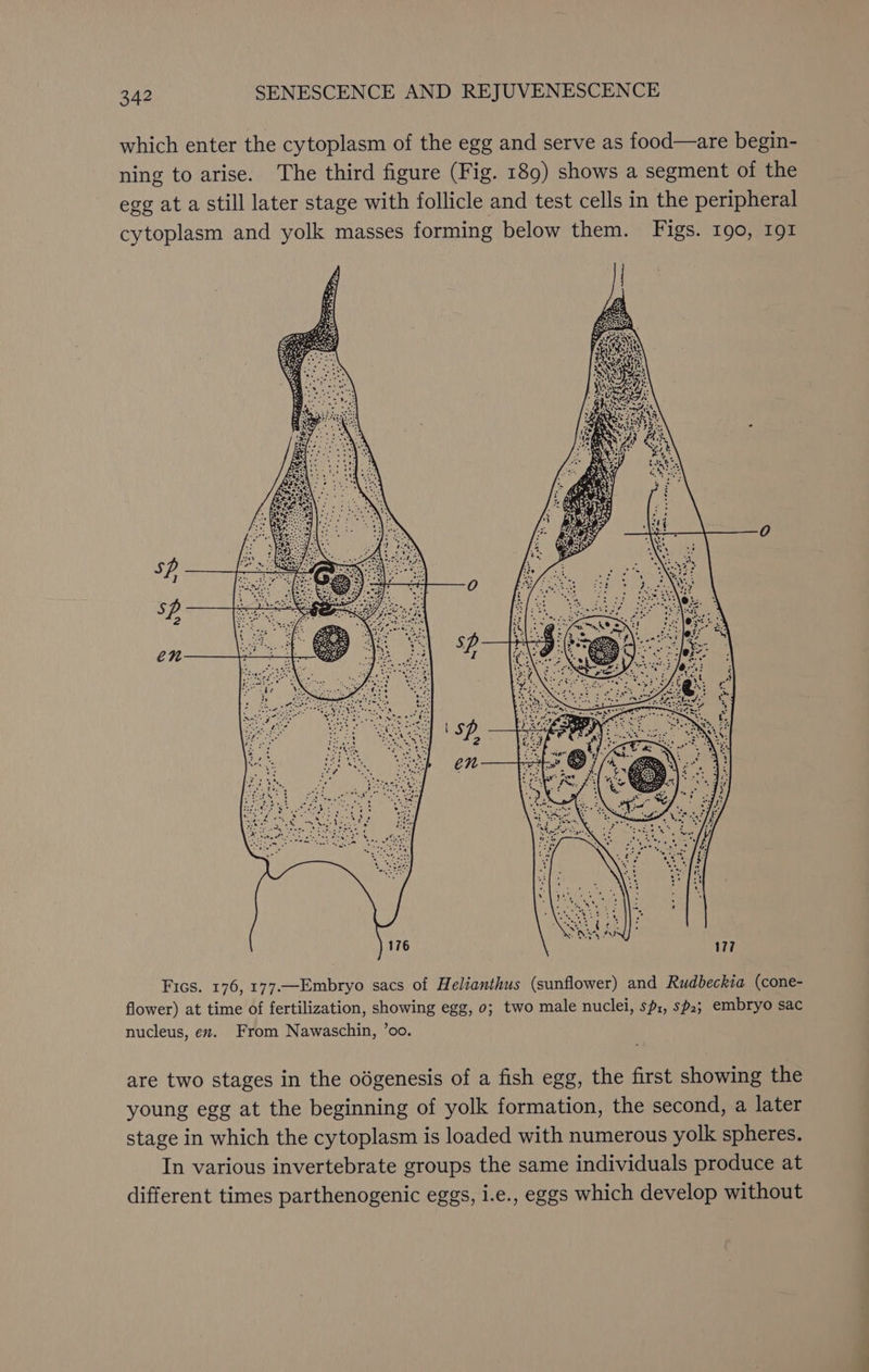 which enter the cytoplasm of the egg and serve as food—are begin- ning to arise. The third figure (Fig. 189) shows a segment of the egg ata still later stage with follicle and test cells in the peripheral cytoplasm and yolk masses forming below them. Figs. 190, 191 Fics. 176, 177.—Embryo sacs of Helianthus (sunflower) and Rudbeckia (cone- flower) at time of fertilization, showing egg, 0; two male nuclei, sp:, sp2; embryo sac nucleus, en. From Nawaschin, ’oo. are two stages in the odgenesis of a fish egg, the first showing the young egg at the beginning of yolk formation, the second, a later stage in which the cytoplasm is loaded with numerous yolk spheres. In various invertebrate groups the same individuals produce at different times parthenogenic eggs, i.e., eggs which develop without