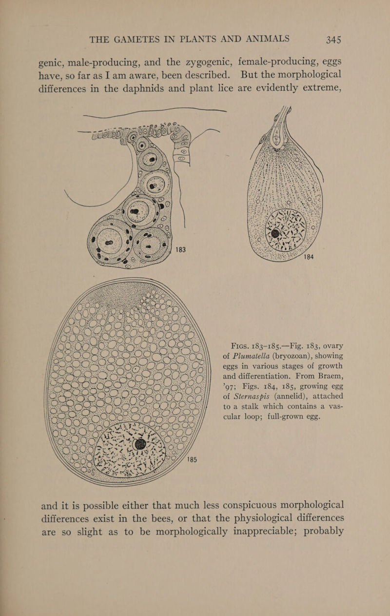 genic, male-producing, and the zygogenic, female-producing, eggs have, so far as Iam aware, been described. But the morphological differences in the daphnids and plant lice are evidently extreme, Fics. 183-185.—Fig. 183, ovary of Plumatella (bryozoan), showing eggs in various stages of growth and differentiation. From Braem, ’97; Figs. 184, 185, growing egg of Sternaspis (annelid), attached to a stalk which contains a vas- cular loop; full-grown egg. and it is possible either that much less conspicuous morphological differences exist in the bees, or that the physiological differences are so slight as to be morphologically inappreciable; probably