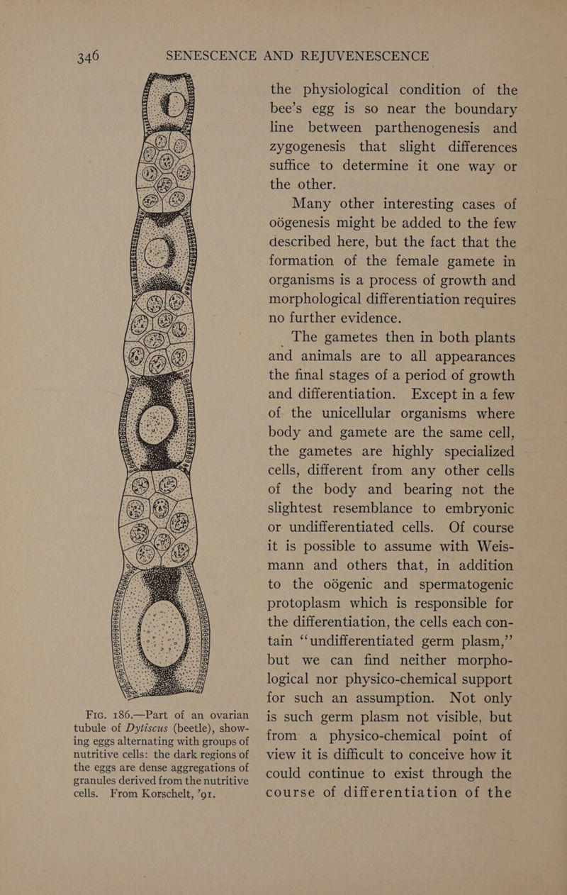 Fic. 186.—Part of an ovarian tubule of Dytiscus (beetle), show- ing eggs alternating with groups of nutritive cells: the dark regions of the eggs are dense aggregations of granules derived from the nutritive cells. From Korschelt, ’or. the physiological condition of the bee’s egg is so near the boundary line between parthenogenesis and zygogenesis that slight differences suffice to determine it one way or the other. Many other interesting cases of odgenesis might be added to the few described here, but the fact that the formation of the female gamete in organisms is a process of growth and morphological differentiation requires no further evidence. _ The gametes then in both plants and animals are to all appearances the final stages of a period of growth and differentiation. Except in a few of the unicellular organisms where body and gamete are the same cell, the gametes are highly specialized cells, different from any other cells of the body and bearing not the slightest resemblance to embryonic or undifferentiated cells. Of course it is possible to assume with Weis- mann and others that, in addition to the odgenic and spermatogenic protoplasm which is responsible for the differentiation, the cells each con- tain ‘‘undifferentiated germ plasm,”’ but we can find neither morpho- logical nor physico-chemical support for such an assumption. Not only is such germ plasm not visible, but from a physico-chemical point of view it is difficult to conceive how it could continue to exist through the course of differentiation of the