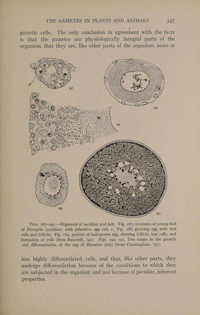 - . . ? . gametic cells. The only conclusion in agreement with the facts is that the gametes are physiologically integral parts of the organism, that they are, like other parts of the organism, more or D, H madd i) y [Dy MO GONG @: BO Fics. 187-191.—Oégenesis of ascidian and fish: Fig. 187, ovotestis of young bud of Distaplia (ascidian) with primitive egg cell, 0; Fig. 188, growing egg with test cells and follicle; Fig. 189, portion of half-grown egg, showing follicle, test cells, and formation of yolk (from Bancroft, ’99); Figs. 199, 191, Two stages in the growth and differentiation of the egg of Rhombus (fish) (from Cunningham, ’97). less highly differentiated cells, and that, like other parts, they undergo differentiation because of the conditions to which they are subjected in the organism and not because of peculiar, inherent properties.