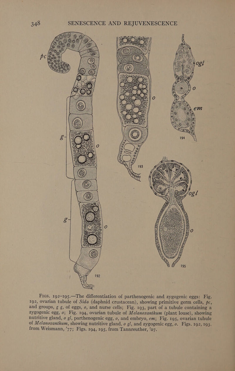 38-0 oes &gt; © se ae, 30. doer’ Beeceeeee. ‘88. 979008 0290.00 8 g9 0% 220 000 ) P29 0009 950% +7:9.09 90 a8 605° Fics. 192-195.—The differentiation of parthenogenic and zygogenic eggs: Fig. 192, ovarian tubule of Sida (daphnid crustacean), showing primitive germ cells, pc, and groups, g g, of eggs, 0, and nurse cells; Fig. 193, part of a tubule containing a zygogenic egg, 0; Fig. 194, ovarian tubule of Melanoxanthum (plant louse), showing nutritive gland, o gl, parthenogenic egg, 0, and embryo, em; Fig. 195, ovarian tubule of Melanoxanthum, showing nutritive gland, o gl, and zygogenic egg, 0. Figs. 192, 193, from Weismann, ’77; Figs. 194, 195, from Tannreuther, ’o7.