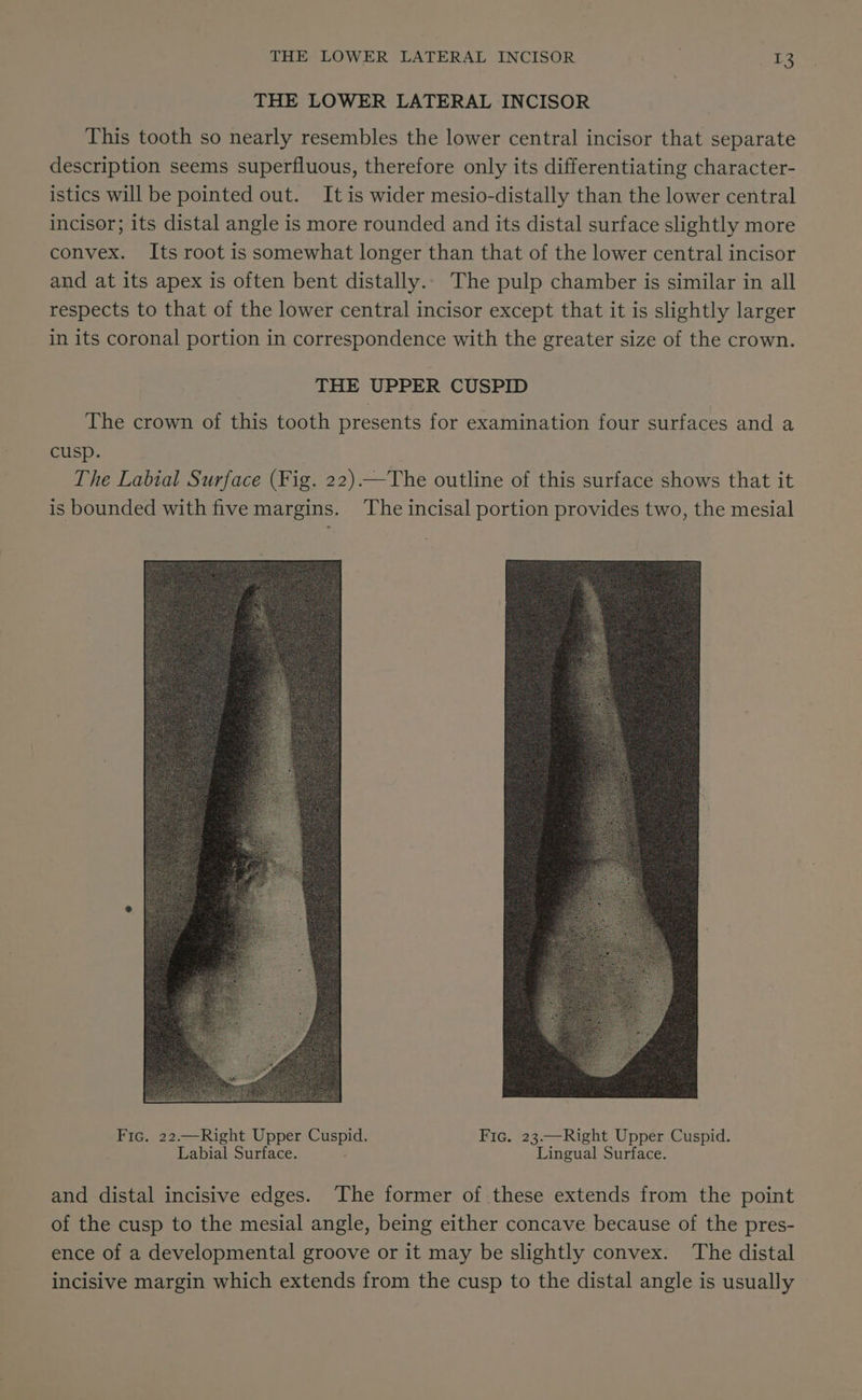 THE LOWER LATERAL INCISOR This tooth so nearly resembles the lower central incisor that separate description seems superfluous, therefore only its differentiating character- istics will be pointed out. It is wider mesio-distally than the lower central incisor; its distal angle is more rounded and its distal surface slightly more convex. Its root is somewhat longer than that of the lower central incisor and at its apex is often bent distally.. The pulp chamber is similar in all respects to that of the lower central incisor except that it is slightly larger in its coronal portion in correspondence with the greater size of the crown. THE UPPER CUSPID The crown of this tooth presents for examination four surfaces and a cusp. The Labial Surface (Fig. 22).—The outline of this surface shows that it is bounded with five margins. The incisal portion provides two, the mesial Fic. 22.—Right Upper Cuspid. Fic. 23.—Right Upper Cuspid. Labial Surface. Lingual Surface. and distal incisive edges. ‘The former of these extends from the point of the cusp to the mesial angle, being either concave because of the pres- ence of a developmental groove or it may be slightly convex. The distal incisive margin which extends from the cusp to the distal angle is usually