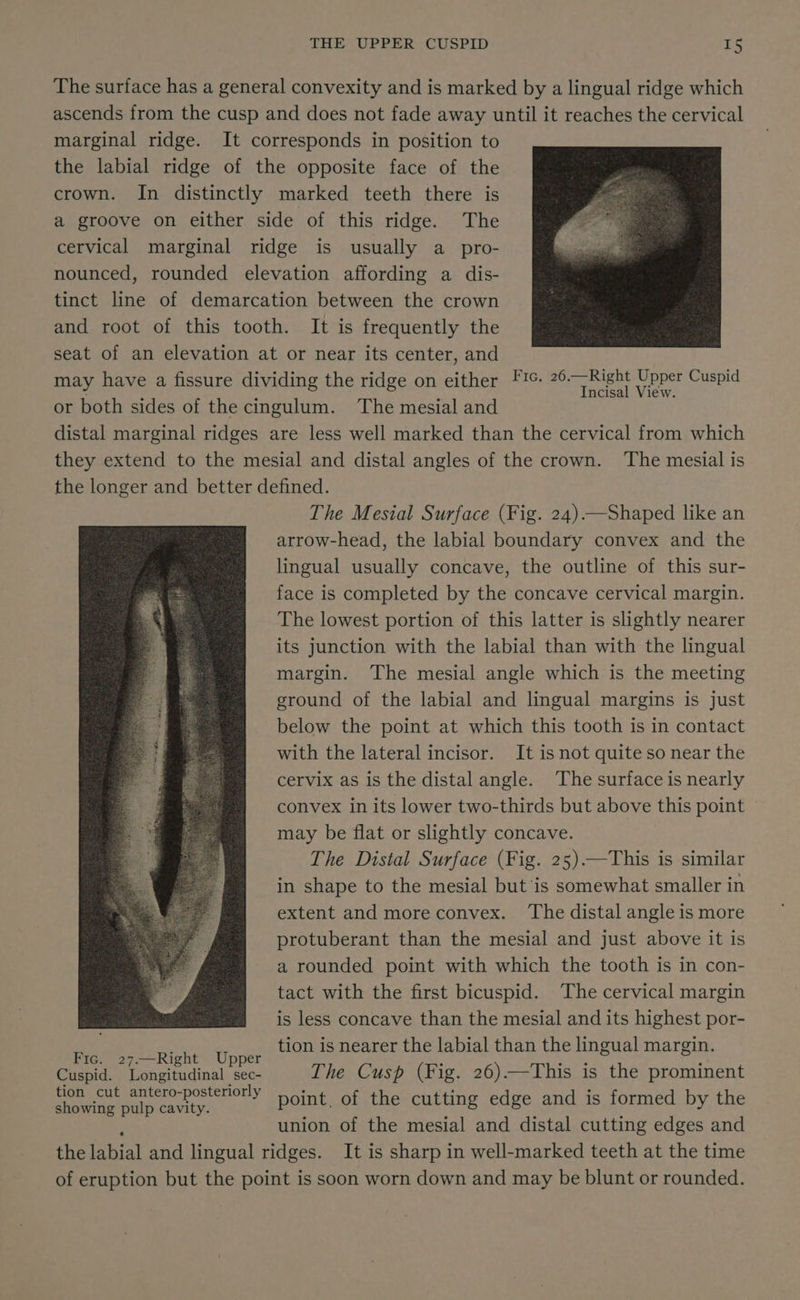 THE UPPER CUSPID T5 marginal ridge. It corresponds in position to the labial ridge of the opposite face of the crown. In distinctly marked teeth there is a groove on either side of this ridge. The cervical marginal ridge is usually a_pro- nounced, rounded elevation affording a dis- tinct line of demarcation between the crown and root of this tooth. It is frequently the seat of an elevation at or near its center, and may have a fissure dividing the ridge on either or both sides of the cingulum. The mesial and Fic. 26.—Right Upper Cuspid Incisal View. Fic. 27.—Right Upper Cuspid. Longitudinal sec- tion cut antero-posteriorly showing pulp cavity. The Mesial Surface (Fig. 24) —Shaped like an arrow-head, the labial boundary convex and the lingual usually concave, the outline of this sur- face is completed by the concave cervical margin. The lowest portion of this latter is slightly nearer its junction with the labial than with the lingual margin. The mesial angle which is the meeting ground of the labial and lingual margins is just below the point at which this tooth is in contact with the lateral incisor. It isnot quite so near the cervix as is the distal angle. The surface is nearly convex in its lower two-thirds but above this point may be flat or slightly concave. The Distal Surface (Fig. 25)—This is similar in shape to the mesial but is somewhat smaller in extent and more convex. ‘The distal angle is more protuberant than the mesial and just above it is a rounded point with which the tooth is in con- tact with the first bicuspid. The cervical margin is less concave than the mesial and its highest por- tion is nearer the labial than the lingual margin. The Cusp (Fig. 26)—This is the prominent point, of the cutting edge and is formed by the union of the mesial and distal cutting edges and