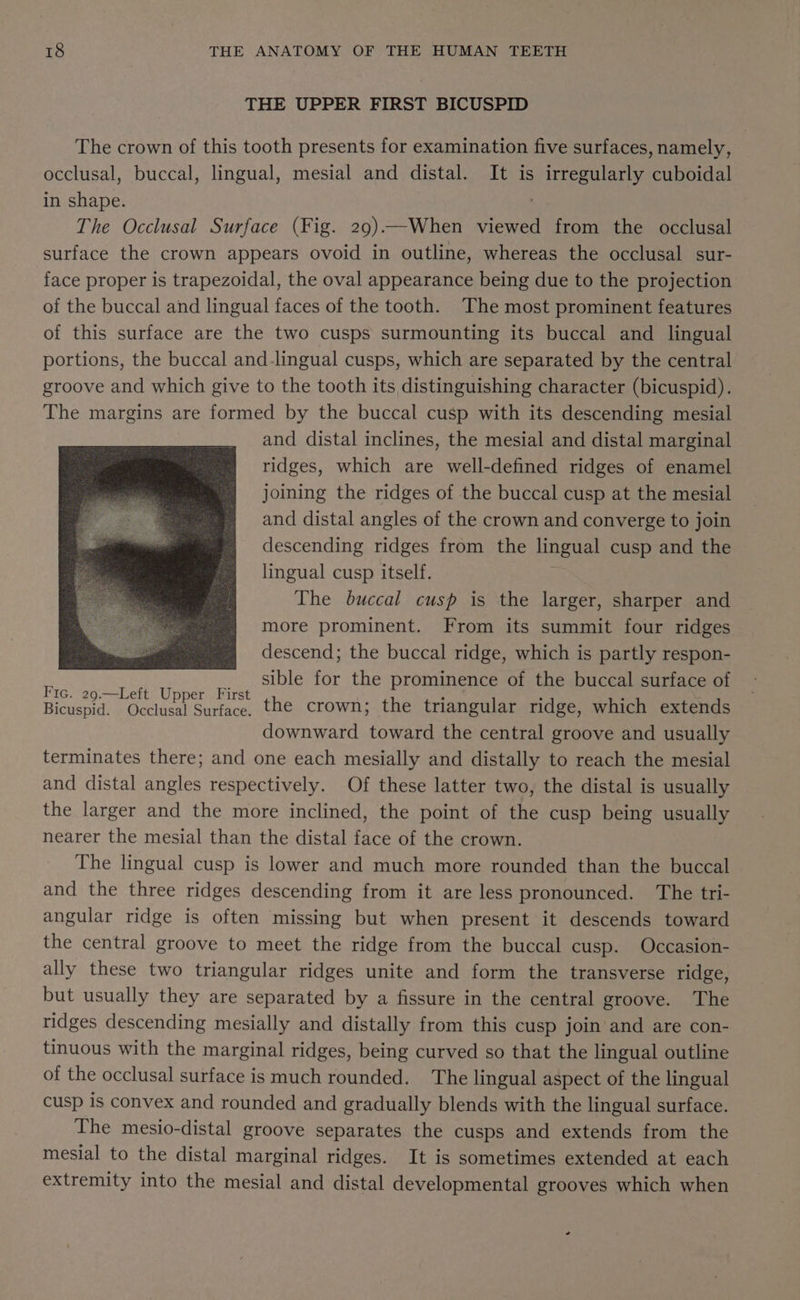 THE UPPER FIRST BICUSPID The crown of this tooth presents for examination five surfaces, namely, occlusal, buccal, lingual, mesial and distal. It is ete ete cuboidal in shape. The Occlusal Surface (Fig. 29)—When viewed from the occlusal surface the crown appears ovoid in outline, whereas the occlusal sur- face proper is trapezoidal, the oval appearance being due to the projection of the buccal and lingual faces of the tooth. The most prominent features of this surface are the two cusps surmounting its buccal and lingual portions, the buccal and-lingual cusps, which are separated by the central groove and which give to the tooth its distinguishing character (bicuspid). The margins are formed by the buccal cusp with its descending mesial and distal inclines, the mesial and distal marginal ridges, which are well-defined ridges of enamel joining the ridges of the buccal cusp at the mesial and distal angles of the crown and converge to join descending ridges from the lingual cusp and the lingual cusp itself. The buccal cusp is the larger, sharper and more prominent. From its summit four ridges descend; the buccal ridge, which is partly respon- per Oeeer eae sible for the prominence of the buccal surface of Bicuspid. Occlusal Surface. the crown; the triangular ridge, which extends downward toward the central groove and usually terminates there; and one each mesially and distally to reach the mesial and distal angles respectively. Of these latter two, the distal is usually the larger and the more inclined, the point of the cusp being usually nearer the mesial than the distal face of the crown. The lingual cusp is lower and much more rounded than the buccal and the three ridges descending from it are less pronounced. The tri- angular ridge is often missing but when present it descends toward the central groove to meet the ridge from the buccal cusp. Occasion- ally these two triangular ridges unite and form the transverse ridge, but usually they are separated by a fissure in the central groove. The ridges descending mesially and distally from this cusp join and are con- tinuous with the marginal ridges, being curved so that the lingual outline of the occlusal surface is much rounded. The lingual aspect of the lingual cusp is convex and rounded and gradually blends with the lingual surface. The mesio-distal groove separates the cusps and extends from the mesial to the distal marginal ridges. It is sometimes extended at each extremity into the mesial and distal developmental grooves which when