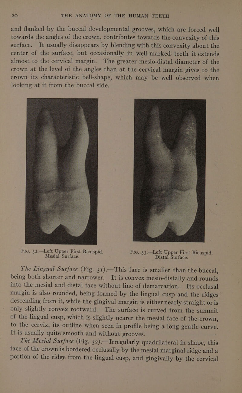 and flanked by the buccal developmental grooves, which are forced well towards the angles of the crown, contributes towards the convexity of this surface. It usually disappears by blending with this convexity about the center of the surface, but occasionally in well-marked. teeth it extends almost to the cervical margin. The greater mesio-distal diameter of the crown at the level of the angles than at the cervical margin gives to the crown its characteristic bell-shape, which may be well observed when looking at it from the buccal side. Fic. 32.—Left Upper First Bicuspid. Fic. 33.—Left Upper First Bicuspid. Mesial Surface. Distal Surface. The Lingual Surface (Fig. 31).—This face is smaller than the buccal, being both shorter and narrower. It is convex mesio-distally and rounds into the mesial and distal face without line of demarcation. Its occlusal margin is also rounded, being formed by the lingual cusp and the ridges descending from it, while the gingival margin is either nearly straight or is only slightly convex rootward. The surface is curved from the summit of the lingual cusp, which is slightly nearer the mesial face of the crown, to the cervix, its outline when seen in profile being a long gentle curve. It is usually quite smooth and without grooves. The Mesial Surface (Fig. 32).—Irregularly quadrilateral in shape, thi face of the crown is bordered occlusally by the mesial marginal ridge and a portion of the ridge from the lingual cusp, and gingivally by the cervical