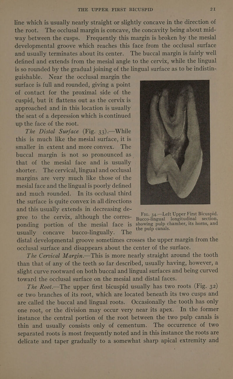 line which is usually nearly straight or slightly concave in the direction of the root. The occlusal margin is concave, the concavity being about mid- way between the cusps. Frequently this margin is broken by the mesial developmental groove which reaches this face from the occlusal surface and usually terminates about its center. The buccal margin is fairly well defined and extends from the mesial angle to the cervix, while the lingual is so rounded by the gradual joining of the lingual surface as to be indistin- guishable. Near the occlusal margin the surface is full and rounded, giving a point of contact for the proximal side of the cuspid, but it flattens out as the cervix is approached and in this location is usually the'seat of a depression which is continued up the face of the root. | The Distal. Surface (Fig. 33)—\While this is much like the mesial surface, it is smaller in extent and more convex. The buccal margin is not so pronounced as that of the mesial face and is usually shorter. The cervical, lingual and occlusal margins are very much like those of the mesial face and the lingual is poorly defined and much rounded. In its occlusal third the surface is quite convex in all directions and this usually extends in decreasing de- | Moet. Uh gree to the cervix, although the corres- Hen ee ey nant aay ponding portion of the mesial face is showing pulp chamber, its horns, and . the pulp canals. usually concave bucco-lingually. The , distal developmental groove sometimes crosses the upper margin from the occlusal surface and disappears about the center of the surface. The Cervical Margin—This is more nearly straight around the tooth than that of any of the teeth so far described, usually having, however, a slight curve rootward on both buccal and lingual surfaces and being curved toward the occlusal surface on the mesial and distal faces. The Root-—The upper first bicuspid usually has two roots (Fig. 32) or two branches of its root, which are located beneath its two cusps and are called the buccal and lingual roots. Occasionally the tooth has only one root, or the division may occur very near its apex. In the former instance the central portion of the root between the two pulp canals is thin and usually consists only of cementum. The occurrence of two separated roots is most frequently noted and in this instance the roots are delicate and taper gradually to a somewhat sharp apical extremity and