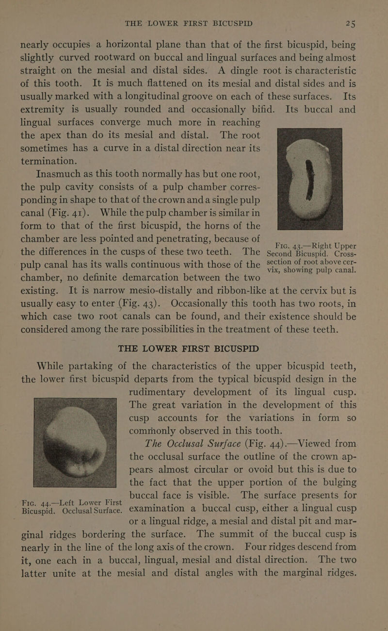 nearly occupies a horizontal plane than that of the first bicuspid, being slightly curved rootward on buccal and lingual surfaces and being almost straight on the mesial and distal sides. A dingle root is characteristic of this tooth. It is much flattened on its mesial and distal sides and is usually marked with a longitudinal groove on each of these surfaces. Its extremity is usually rounded and occasionally bifid. Its buccal and lingual surfaces converge much more in reaching the apex than do its mesial and distal. The root sometimes has a curve in a distal direction near its termination. Inasmuch as this tooth normally has but one root, the pulp cavity consists of a pulp chamber corres- ponding in shape to that of the crown anda single pulp canal (Fig. 41). While the pulp chamber is similar in form to that of the first bicuspid, the horns of the chamber are less pointed and penetrating, because of é : Fic. 43.—Right Upper the differences in the cusps of these two teeth. The Second Bicuspid. Cross- pulp canal has its walls continuous with those of the Sa a ele canal chamber, no definite demarcation between the two existing. It is narrow mesio-distally and ribbon-like at the cervix but is usually easy to enter (Fig. 43). Occasionally this tooth has two roots, in which case two root canals can be found, and their existence should be considered among the rare possibilities in the treatment of these teeth. THE LOWER FIRST BICUSPID While partaking of the characteristics of the upper bicuspid teeth, the lower first bicuspid departs from the typical bicuspid design in the rudimentary development of its lingual cusp. The great variation in the development of this cusp accounts for the variations in form so commonly observed in this tooth. The Occlusal Surface (Fig. 44)—Viewed from the occlusal surface the outline of the crown ap- pears almost circular or ovoid but this is due to the fact that the upper portion of the bulging _ buccal face is visible. ‘The surface presents for Fic. 44.—Left Lower First : ; 7 a Bicuspid. Occlusal Surface. Examination a buccal cusp, either a lingual cusp or a lingual ridge, a mesial and distal pit and mar- ginal ridges bordering the surface. The summit of the buccal cusp is nearly in the line of the long axis of the crown. Four ridges descend from it, one each in a buccal, lingual, mesial and distal direction. The two latter unite at the mesial and distal angles with the marginal ridges.
